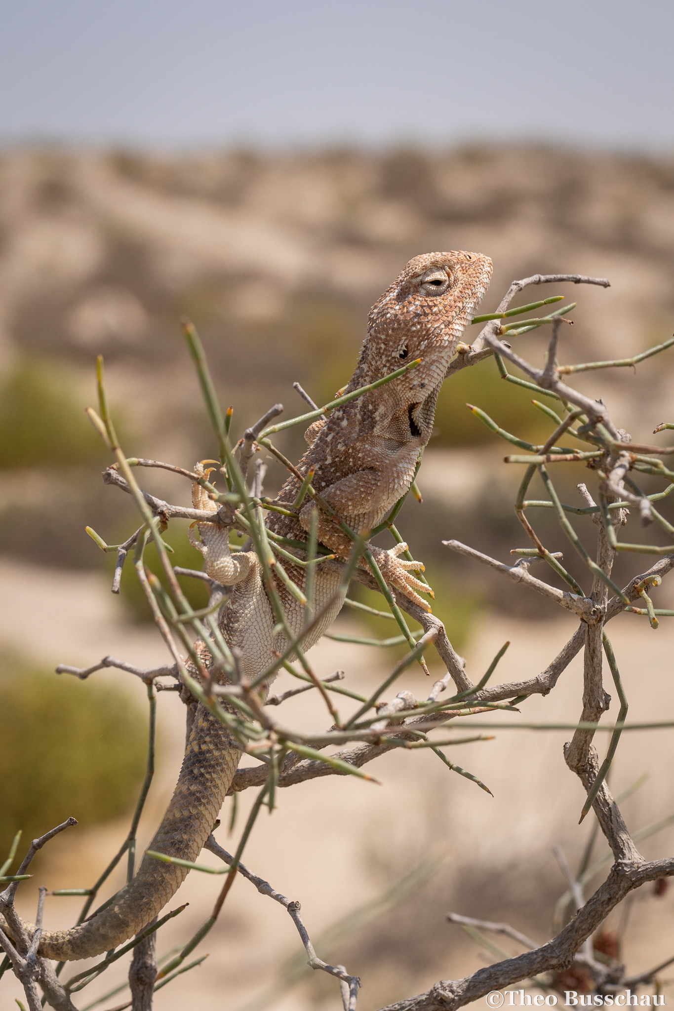 Yellow-spotted agama, Abu Dhabi, United Arab Emirates.