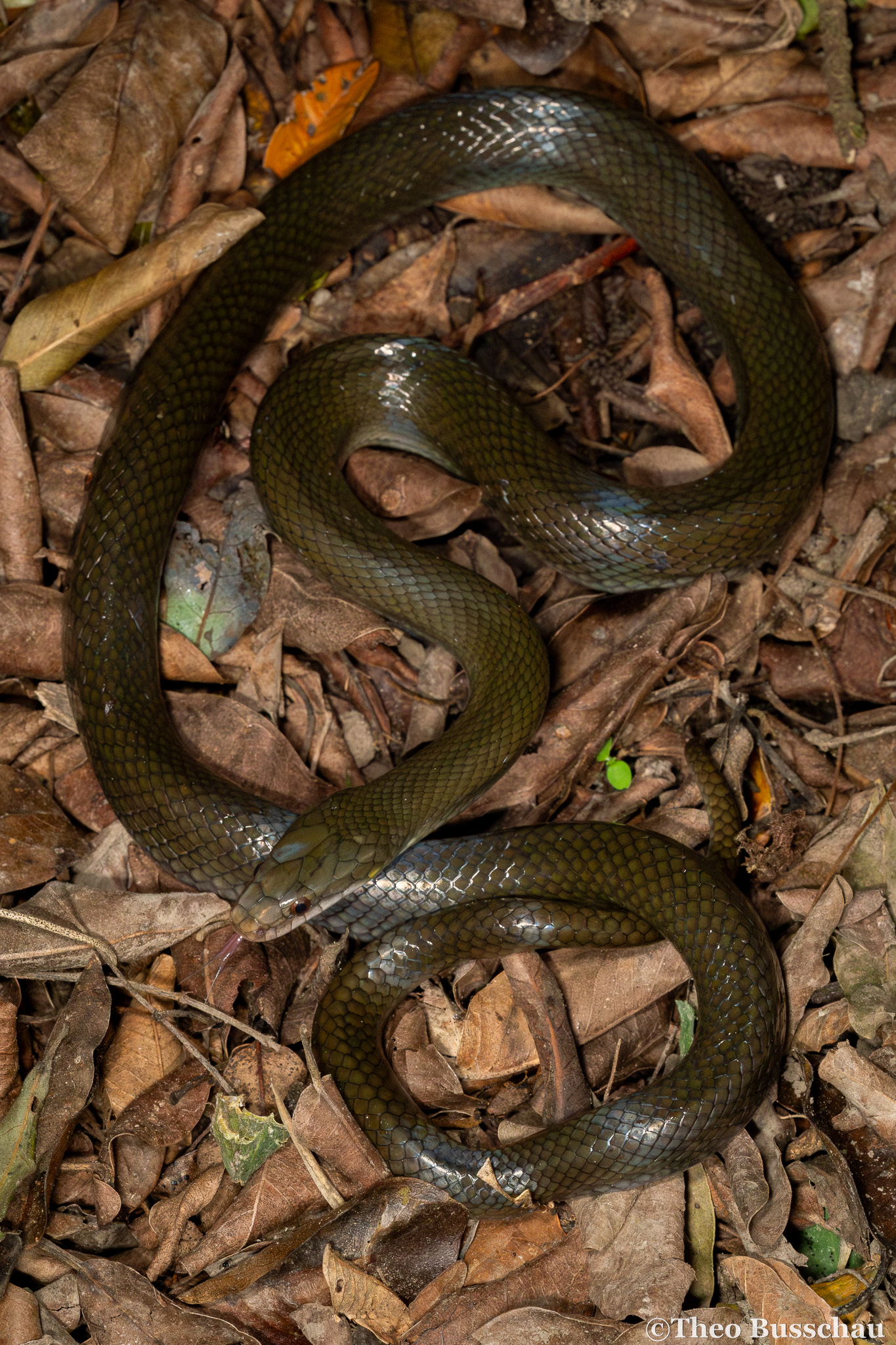 Olive snake, Eastern Cape, South Africa.
