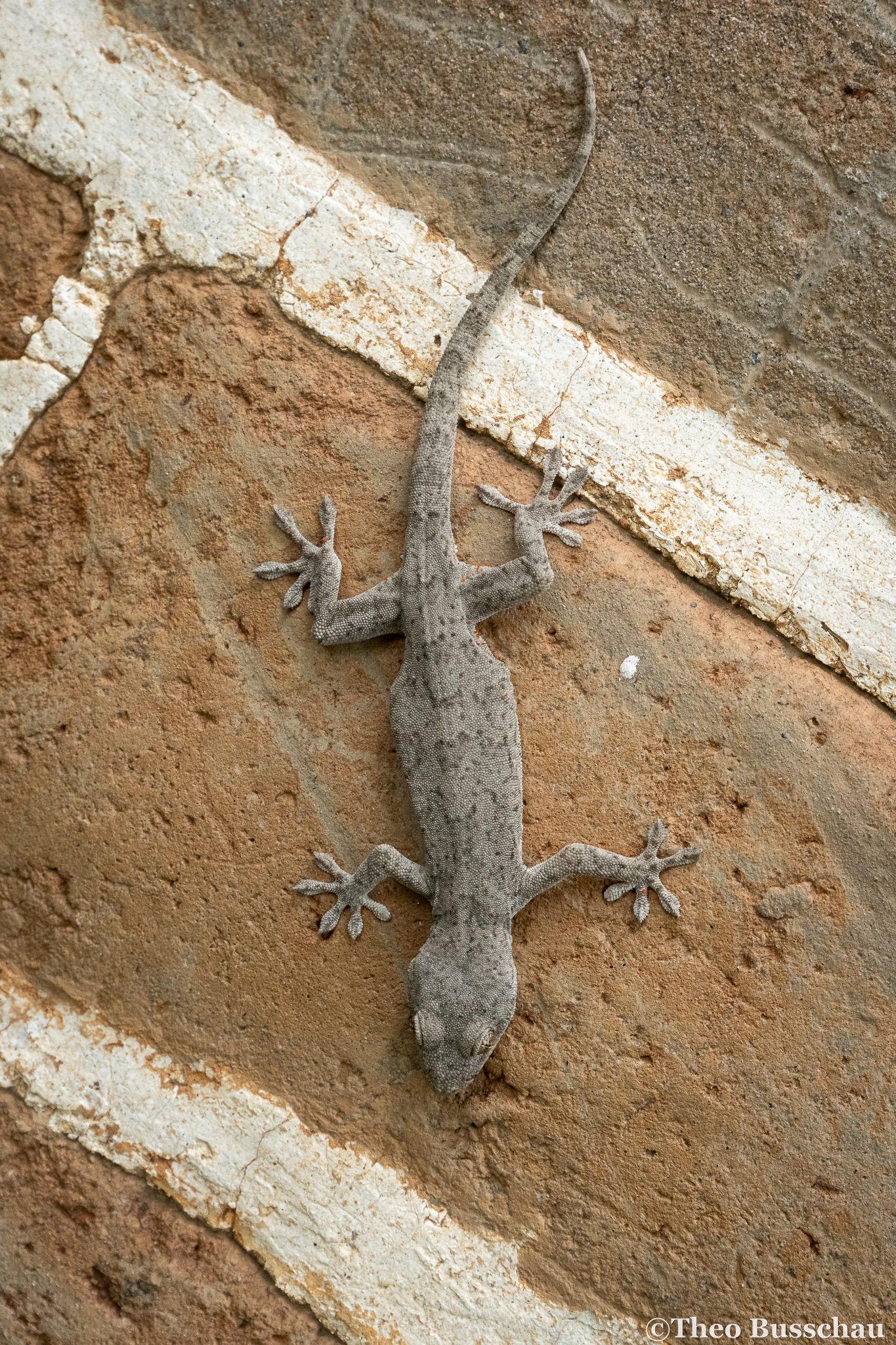 Peking gecko, Beijing, China.