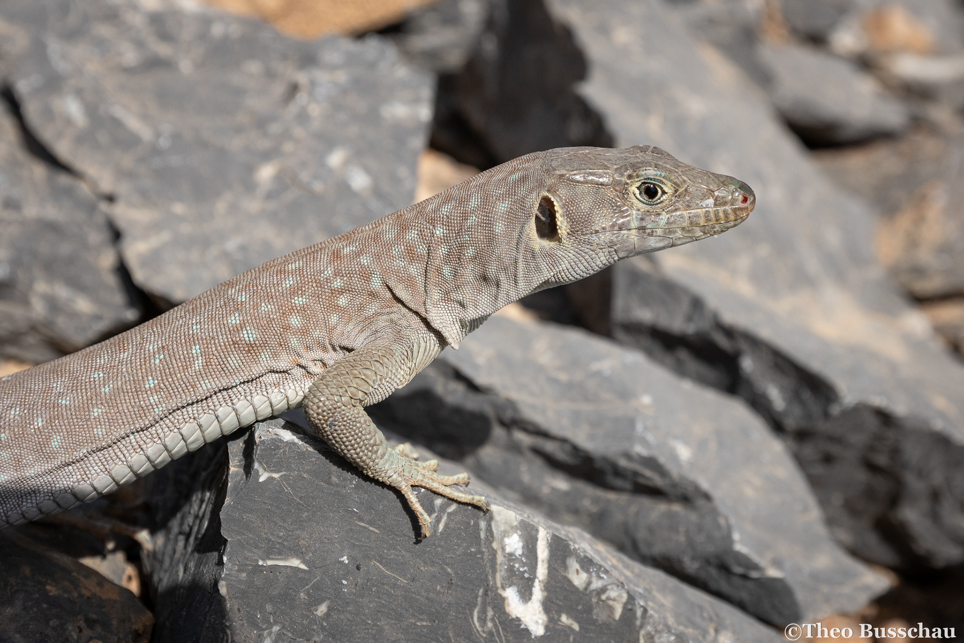 Jayakar's Oman lizard, Ad Dakhiliyah, Oman.
