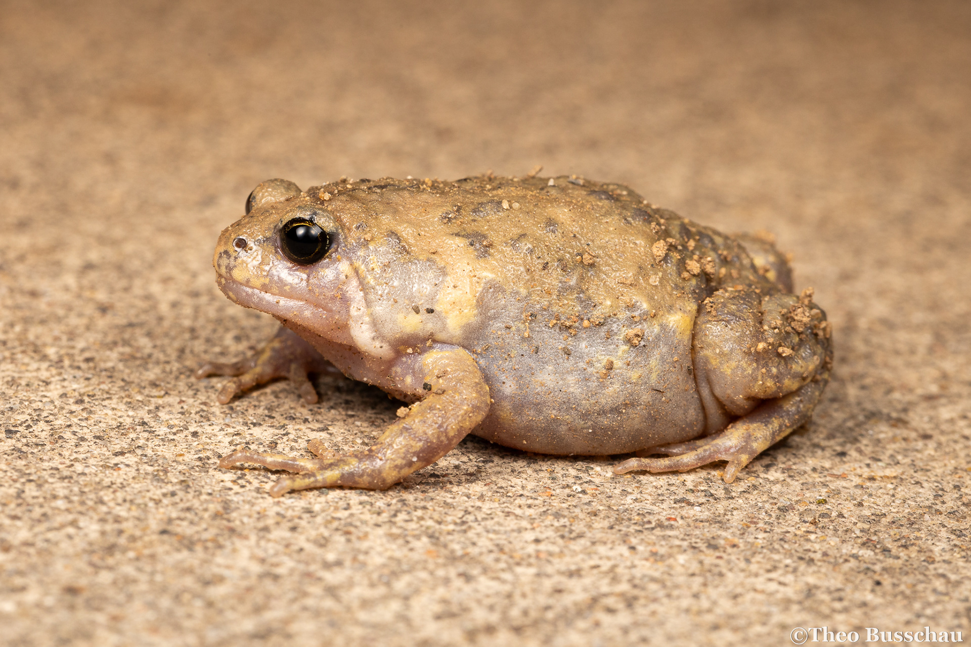 Boreal digging frog, Beijing, China.