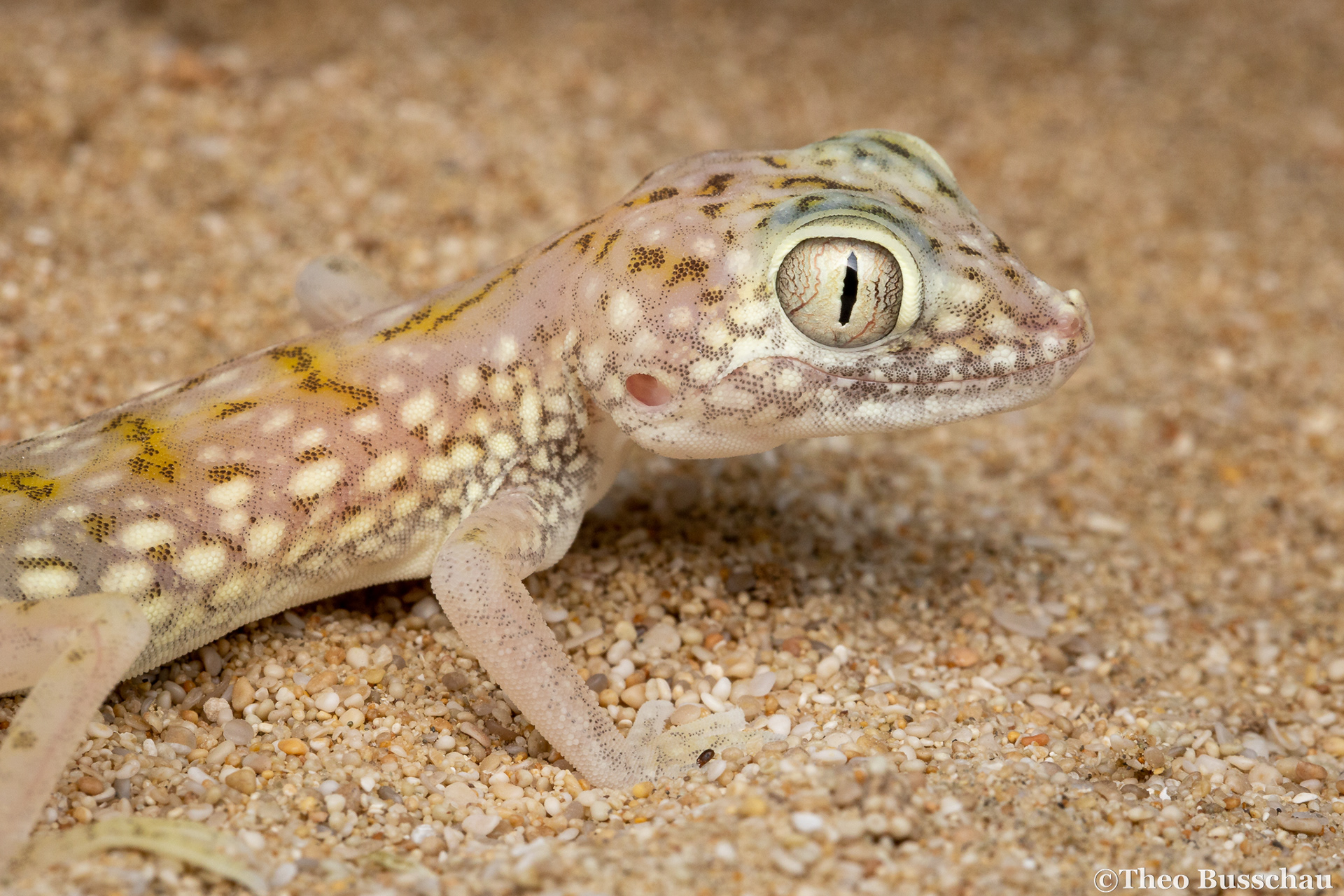 Doria's short-fingered gecko, Abu Dhabi, United Arab Emirates.