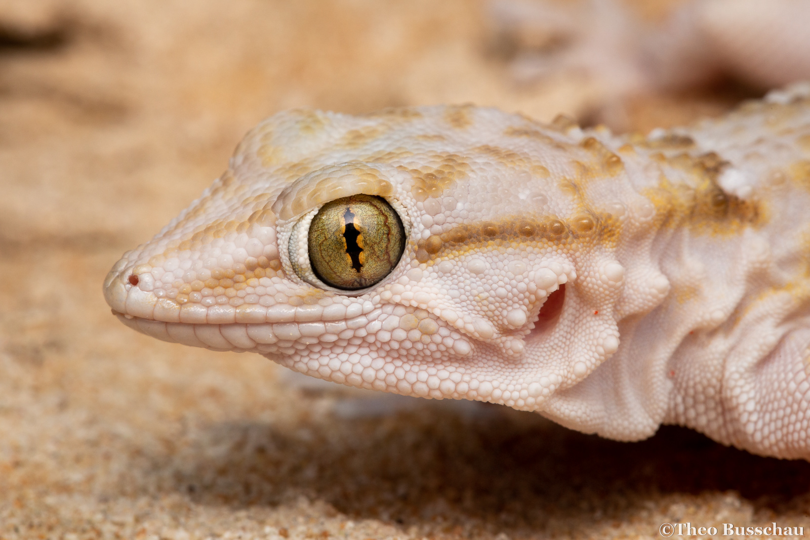 White-spotted wall gecko, Egypt.
