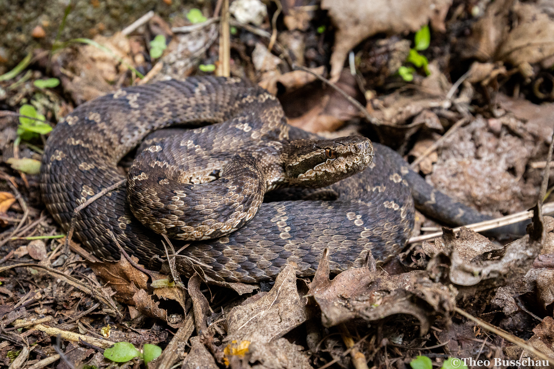 Halys pit viper, Hebei, China.