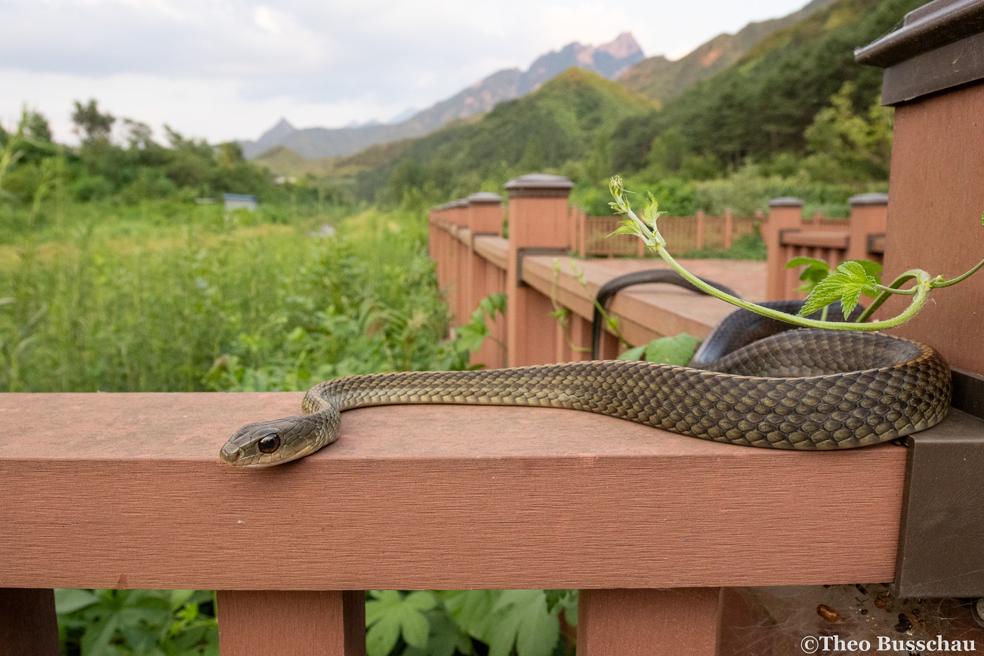 Big-eyed rat snake, Beijing, China.