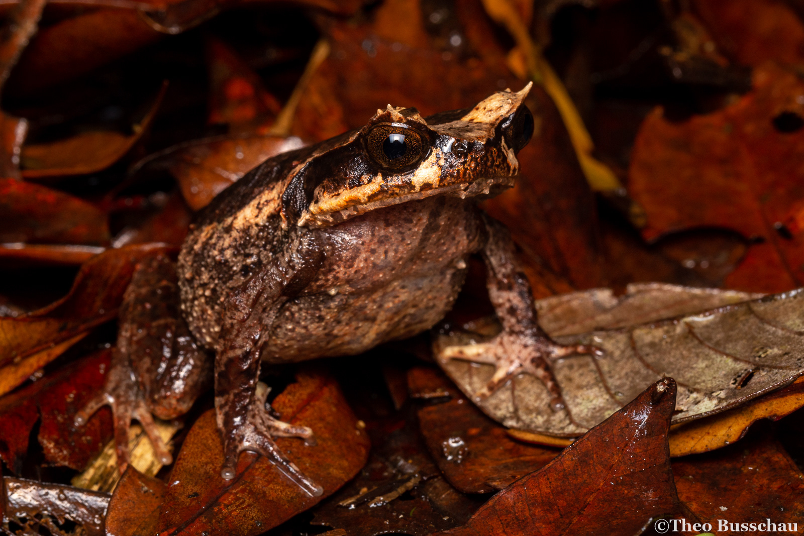 Kinabalu horned frog, Sabah, Malaysia.