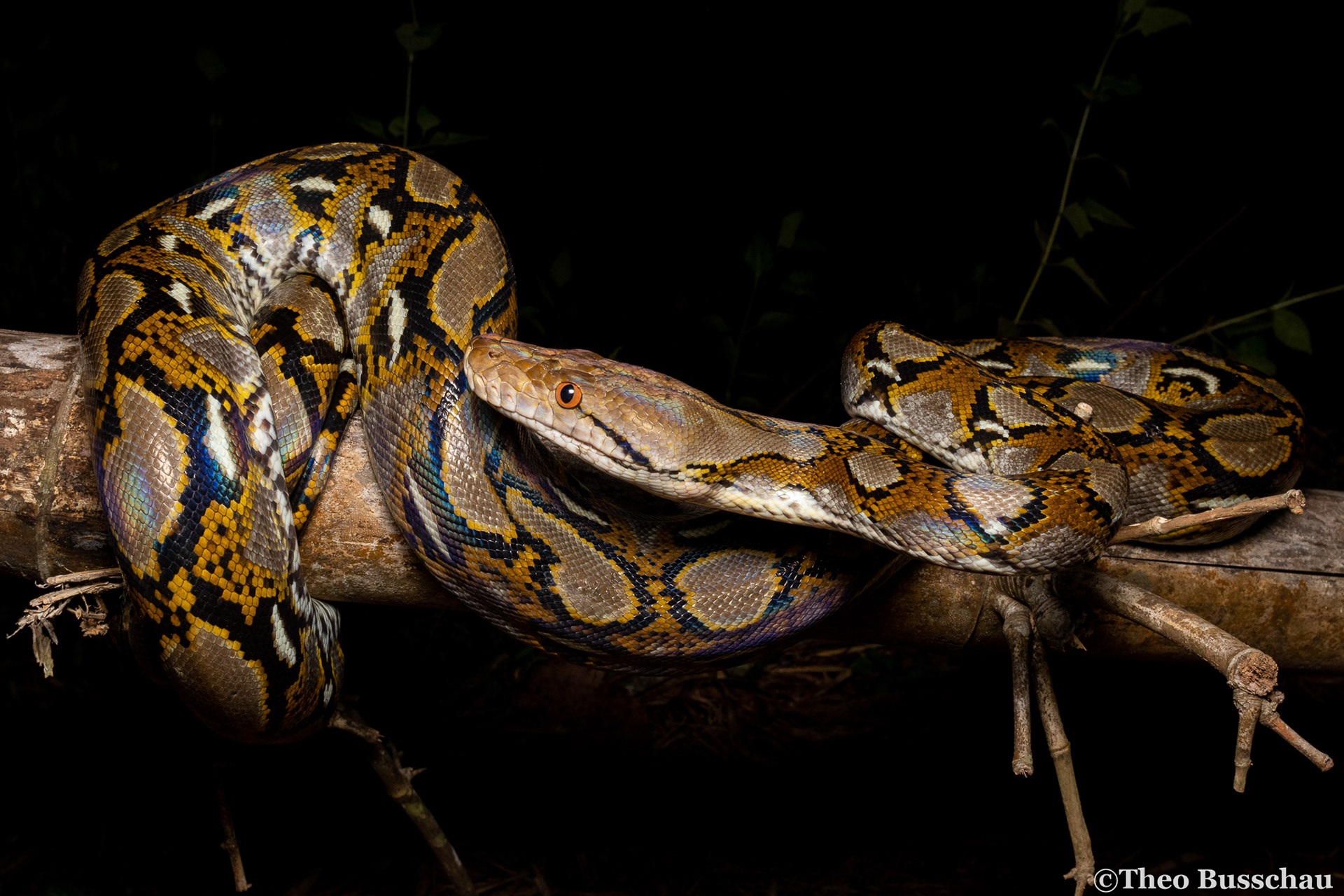 Reticulated python, Dong Nai, Vietnam.