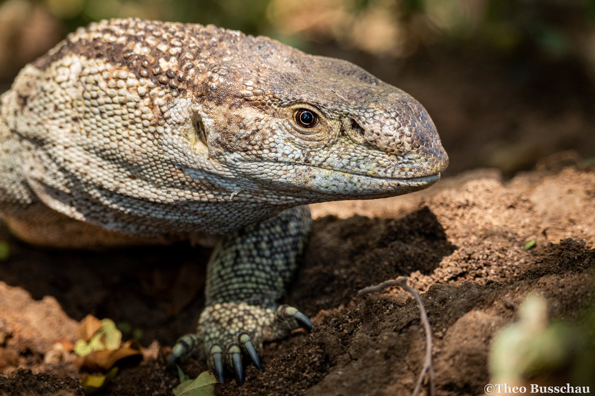 White-throated monitor, Limpopo, South Africa.
