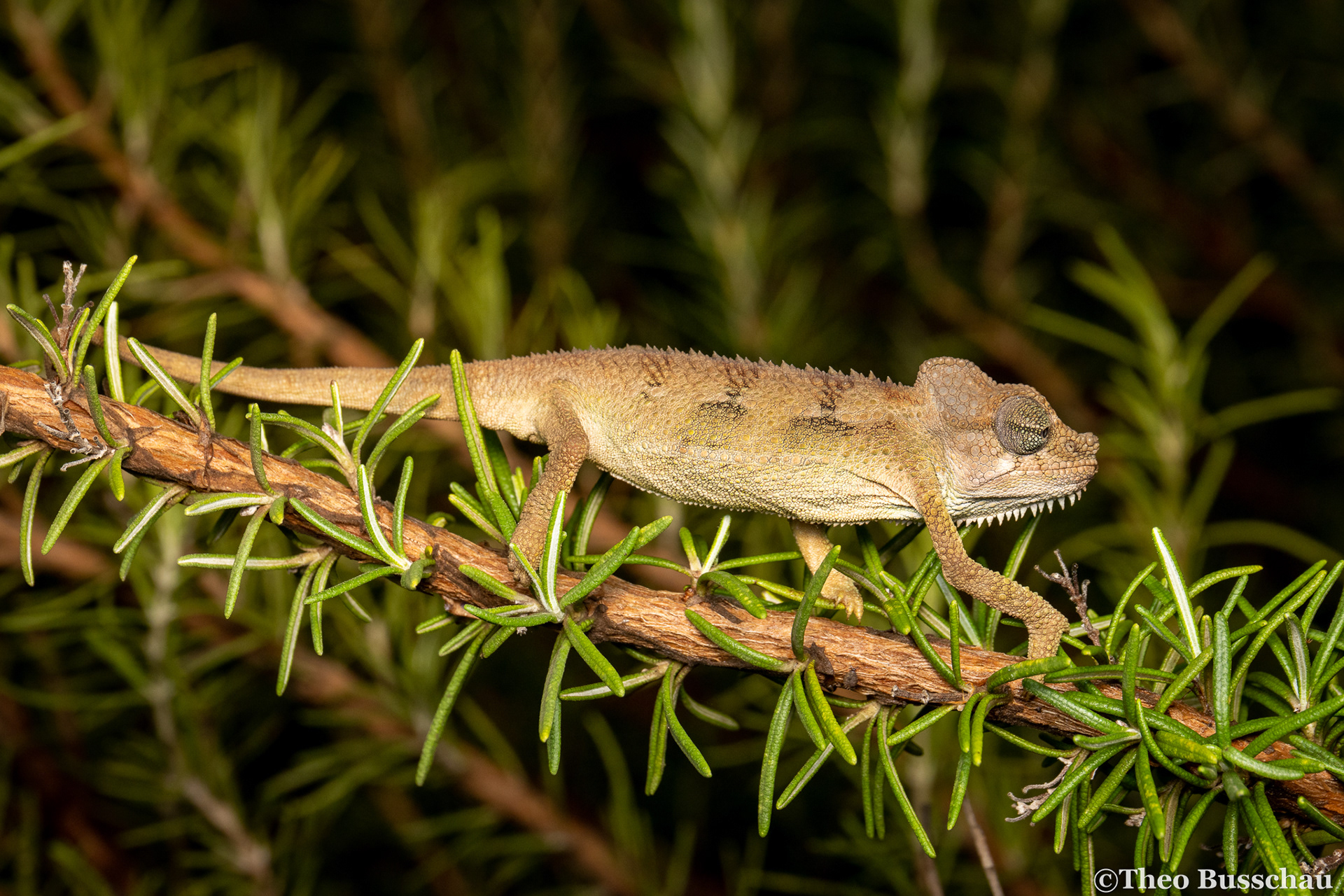 Von Hoehnel’s chameleon, Nairobi, Kenya.