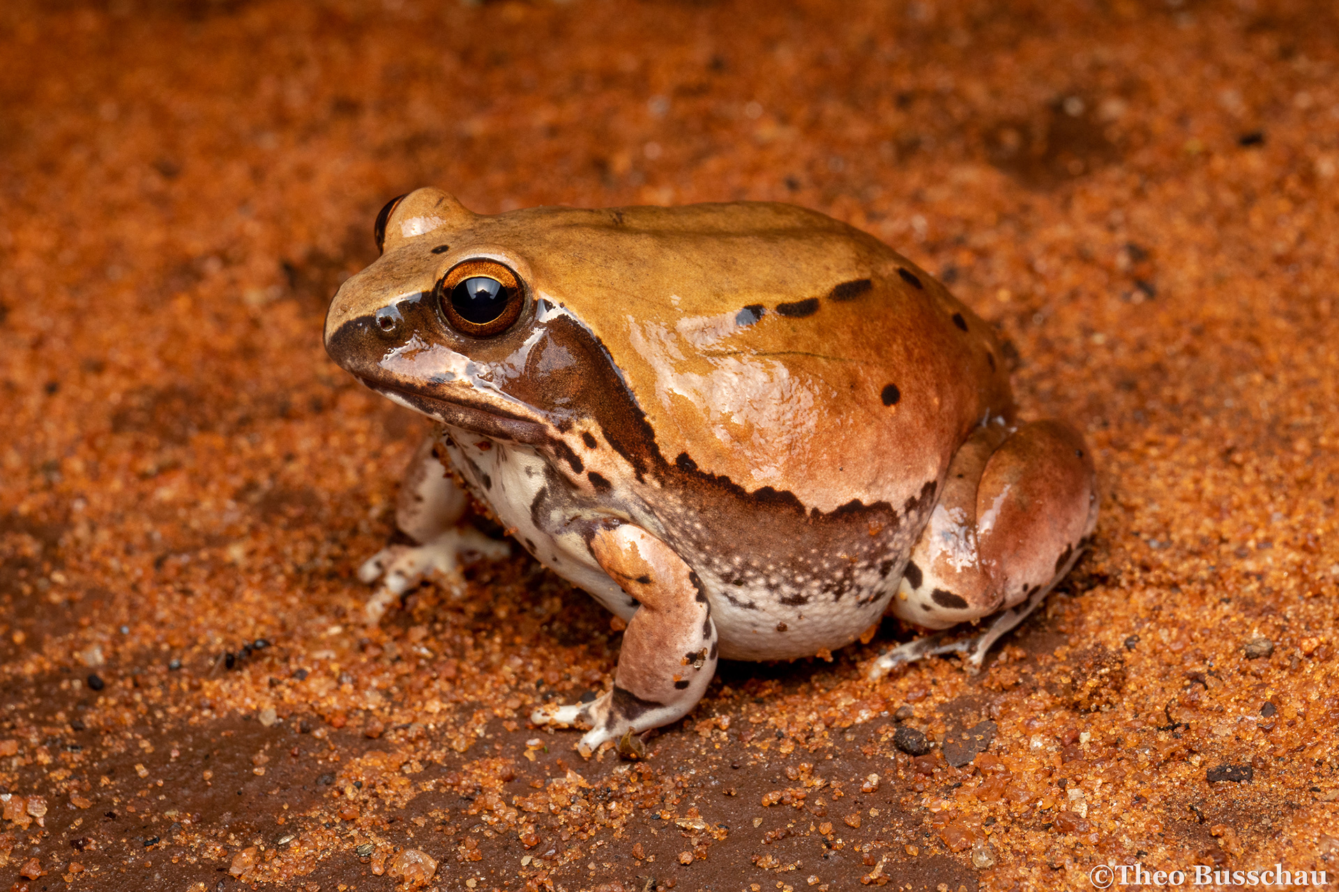 Northern ornate frog, Taita-Taveta, Kenya.
