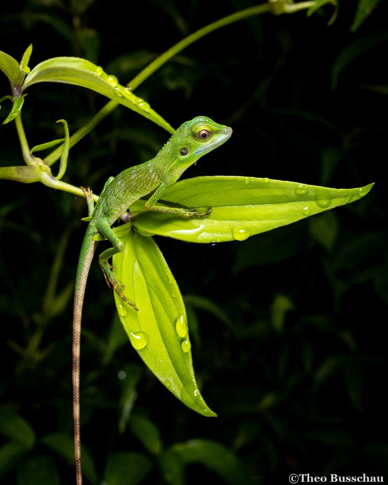 Green crested lizard, Selangor, Malaysia.