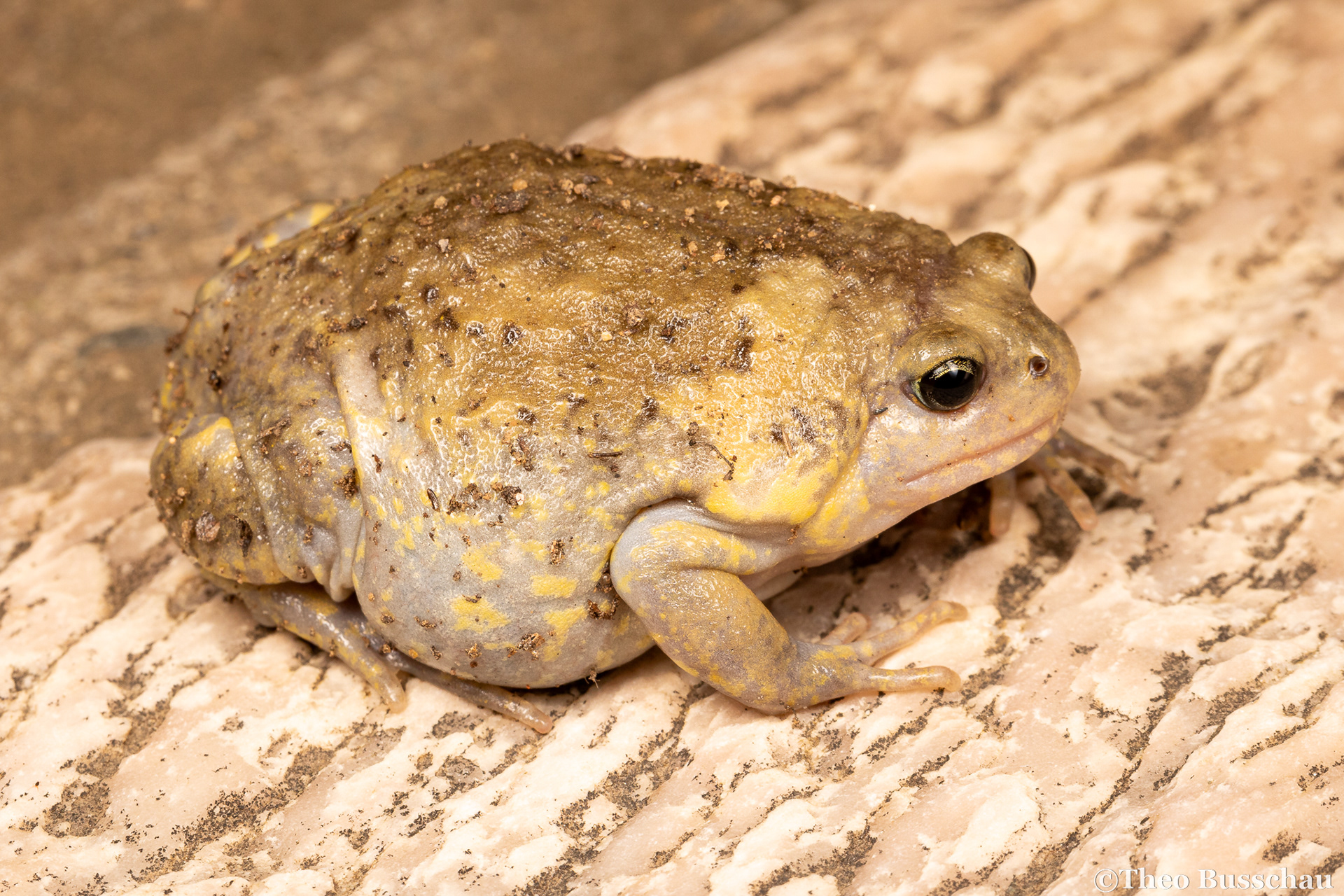 Boreal digging frog, Beijing, China.