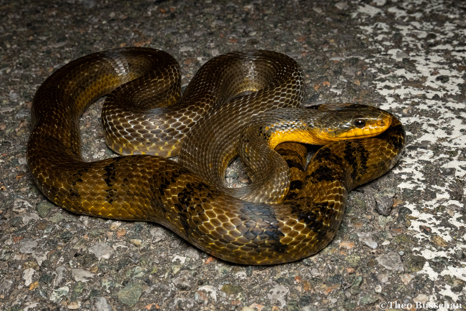 Korean rat snake, Beijing, China.