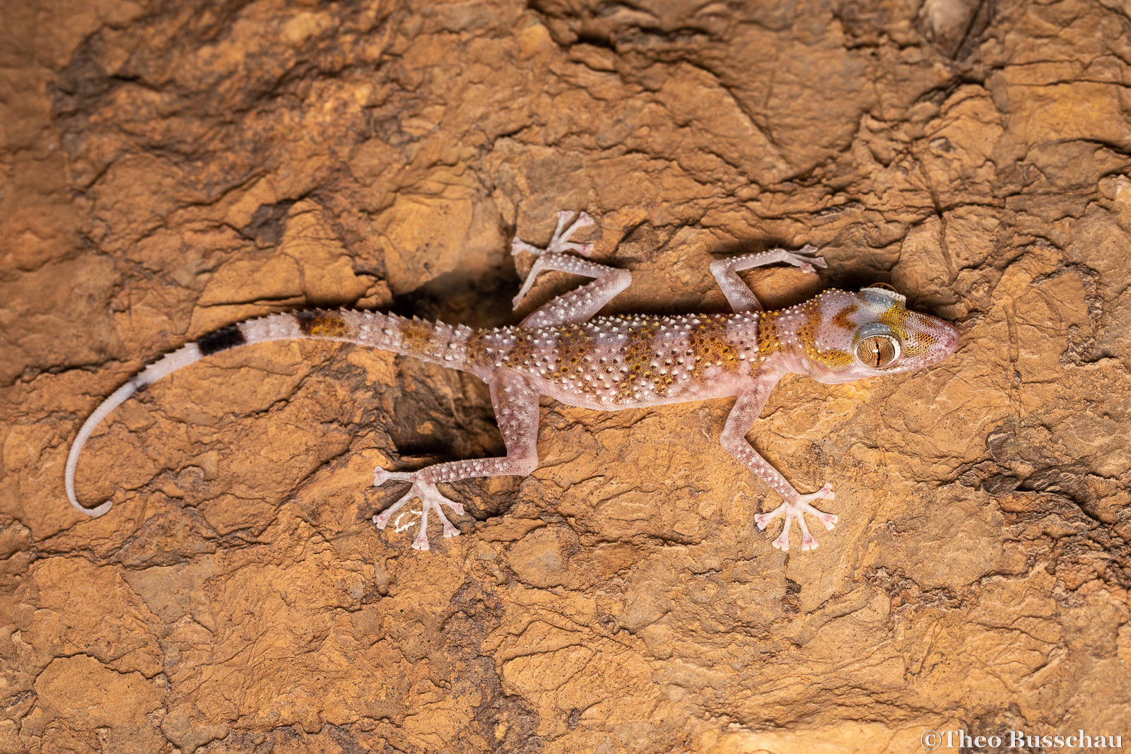 Gardner's leaf-toed gecko, Fujairah, United Arab Emirates.