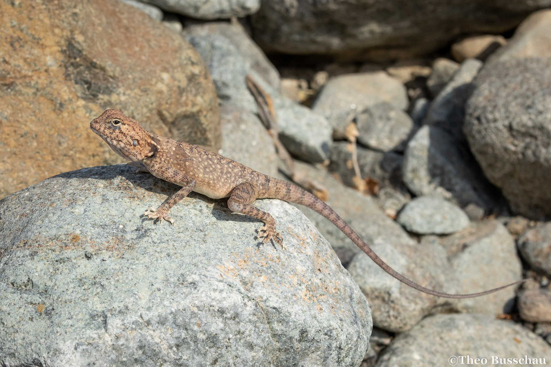 Hajar rock agama, Sharjah, United Arab Emirates.