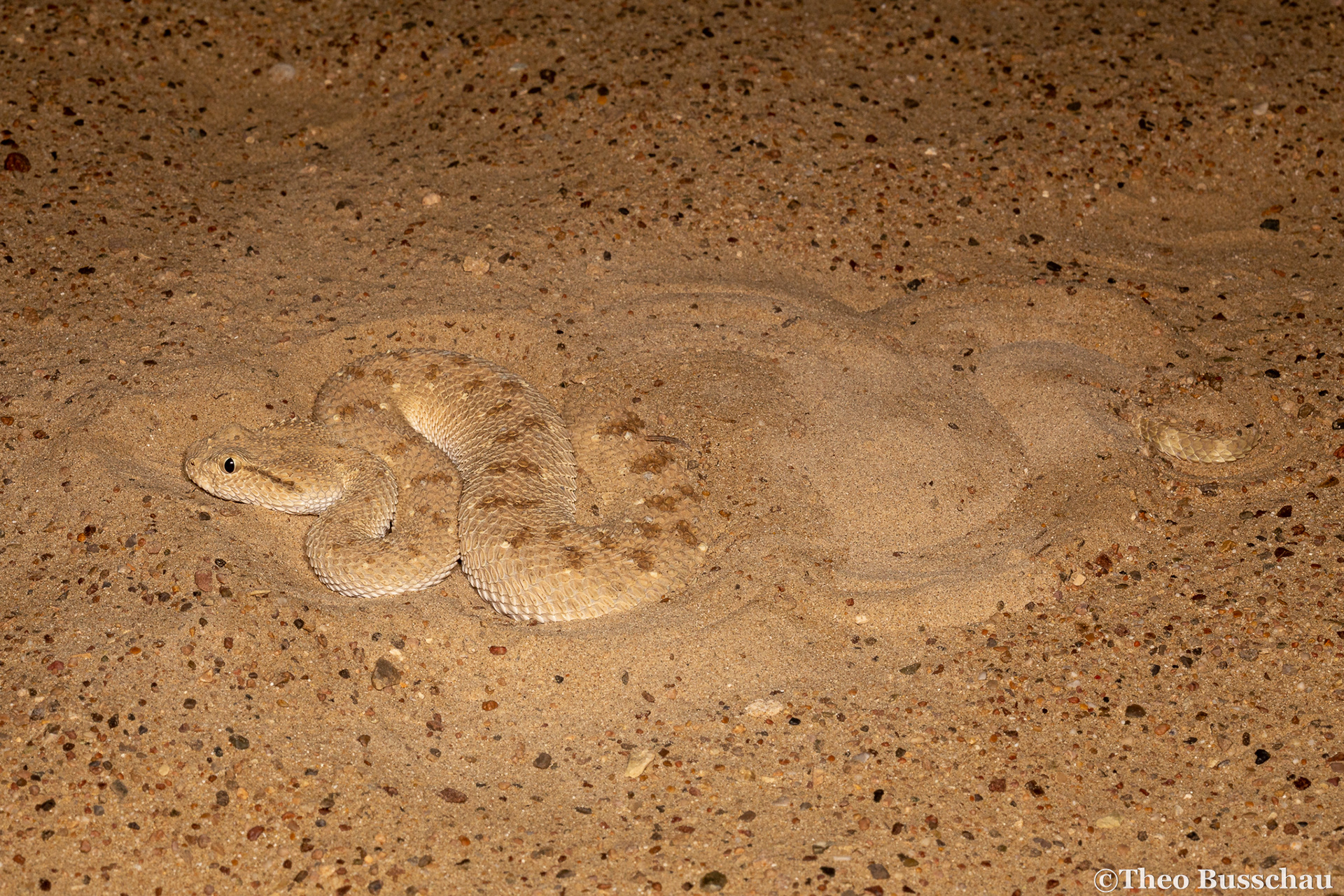 Arabian horned viper, Dubai, United Arab Emirates.
