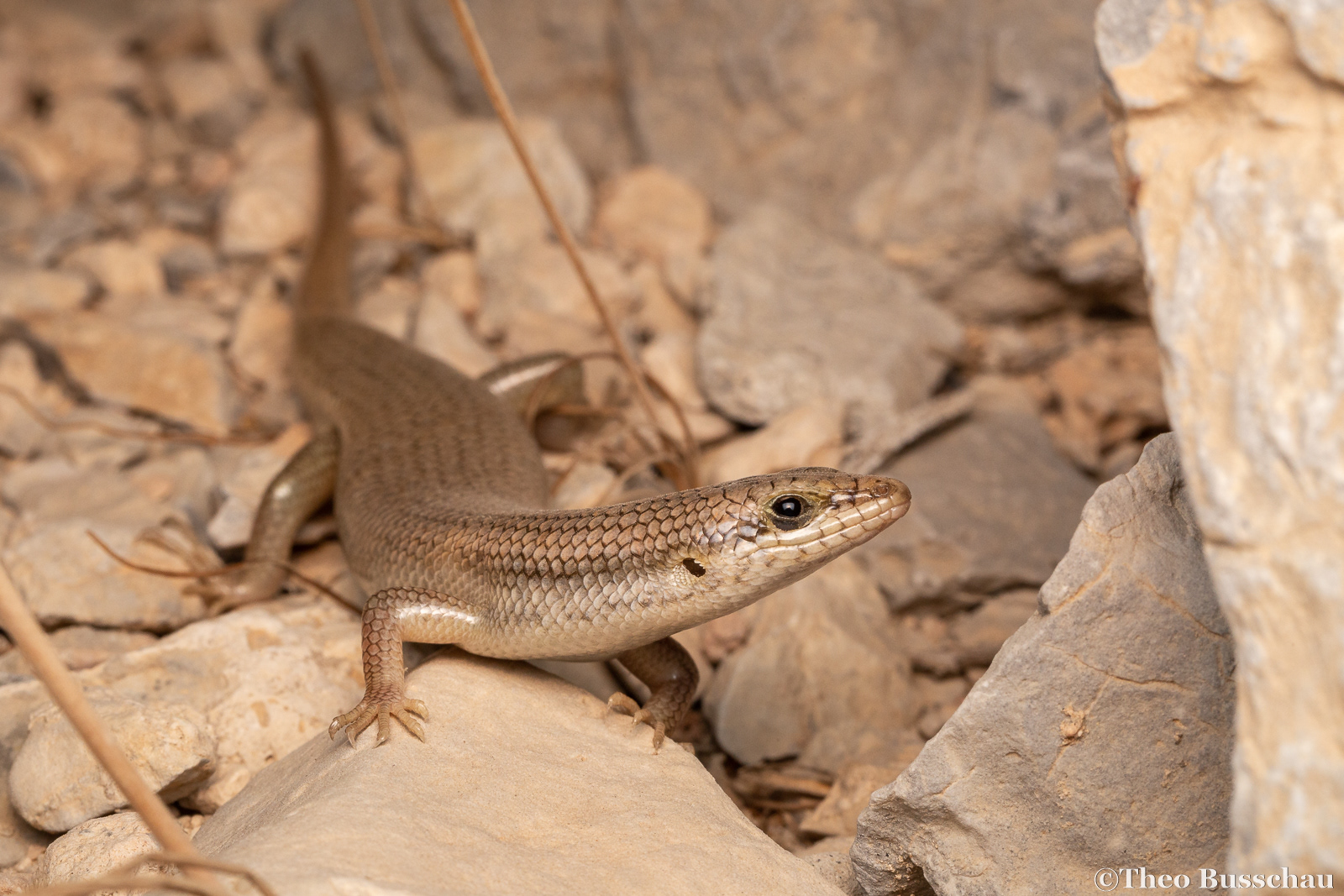 Tessellated skink, Ras Al Khaimah, United Arab Emirates.