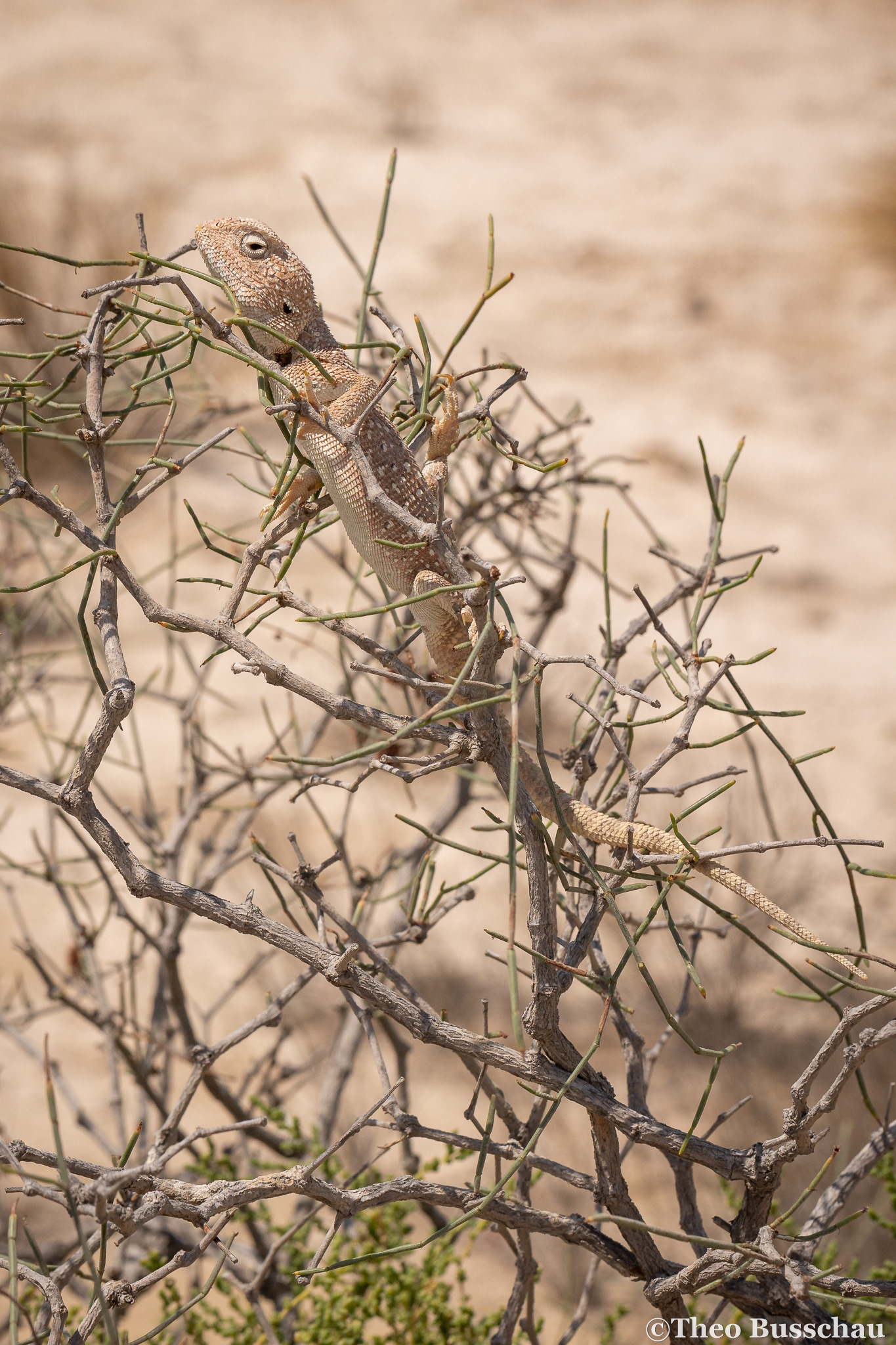 Yellow-spotted agama, Abu Dhabi, United Arab Emirates.