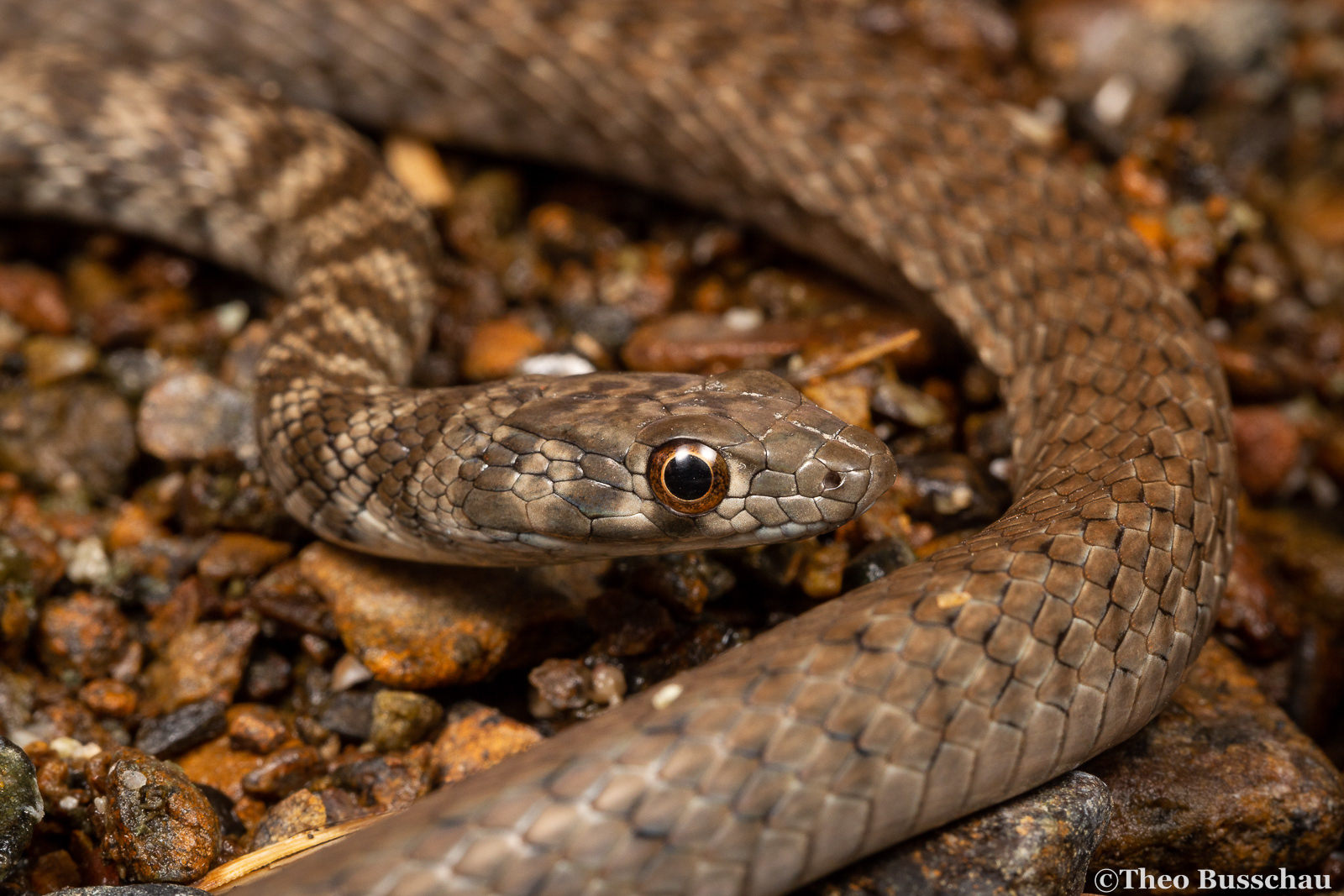 Wadi racer, Madha, Oman.