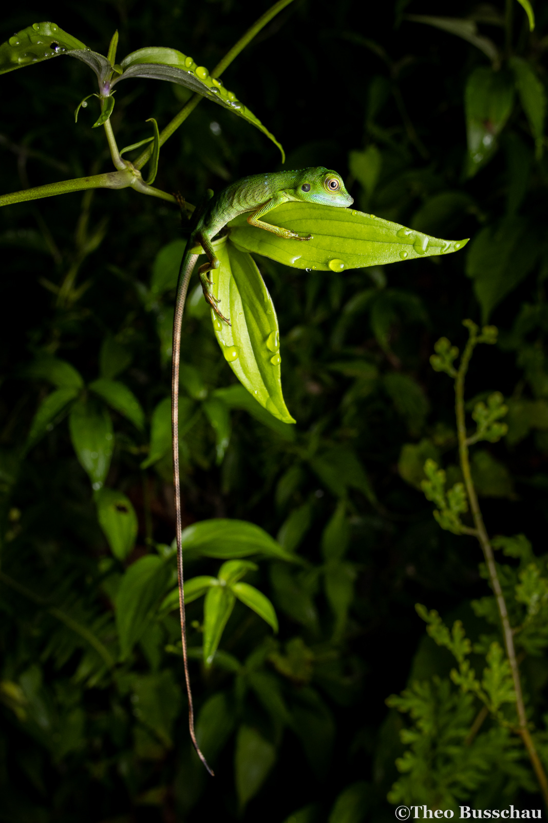 Green crested lizard, Selangor, Malaysia.