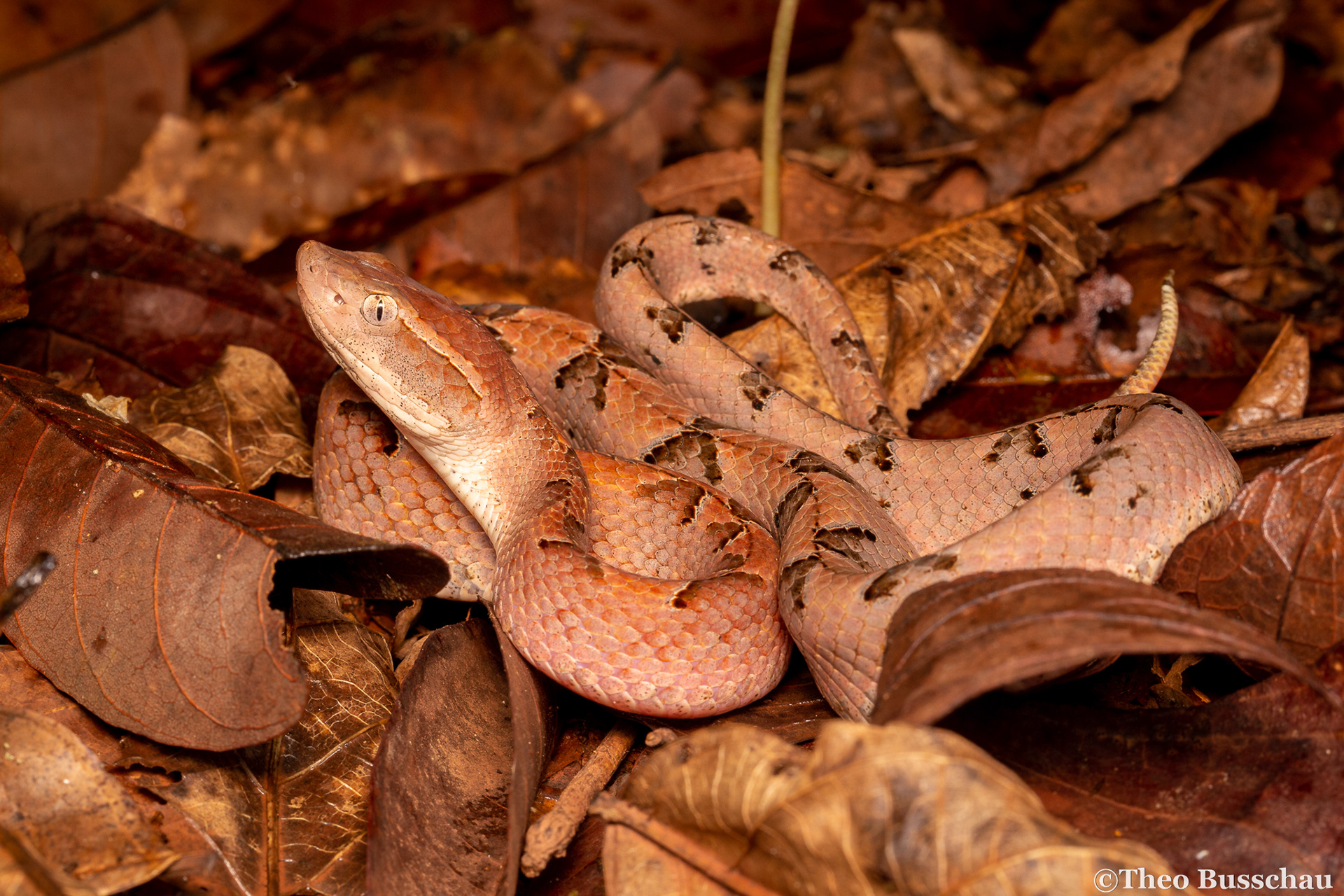 Malayan pit viper, Dong Nai, Vietnam.