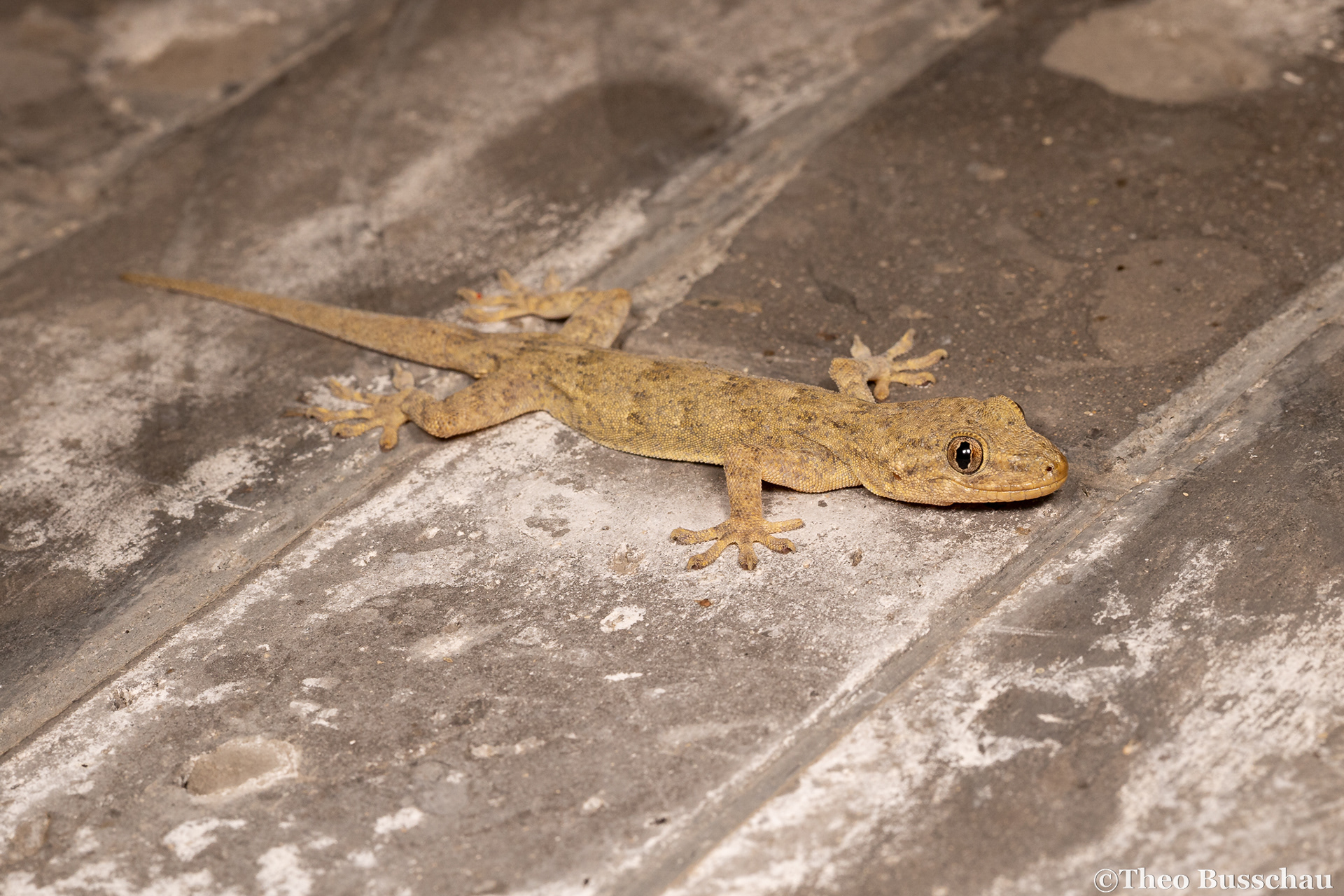Peking gecko, Beijing, China.