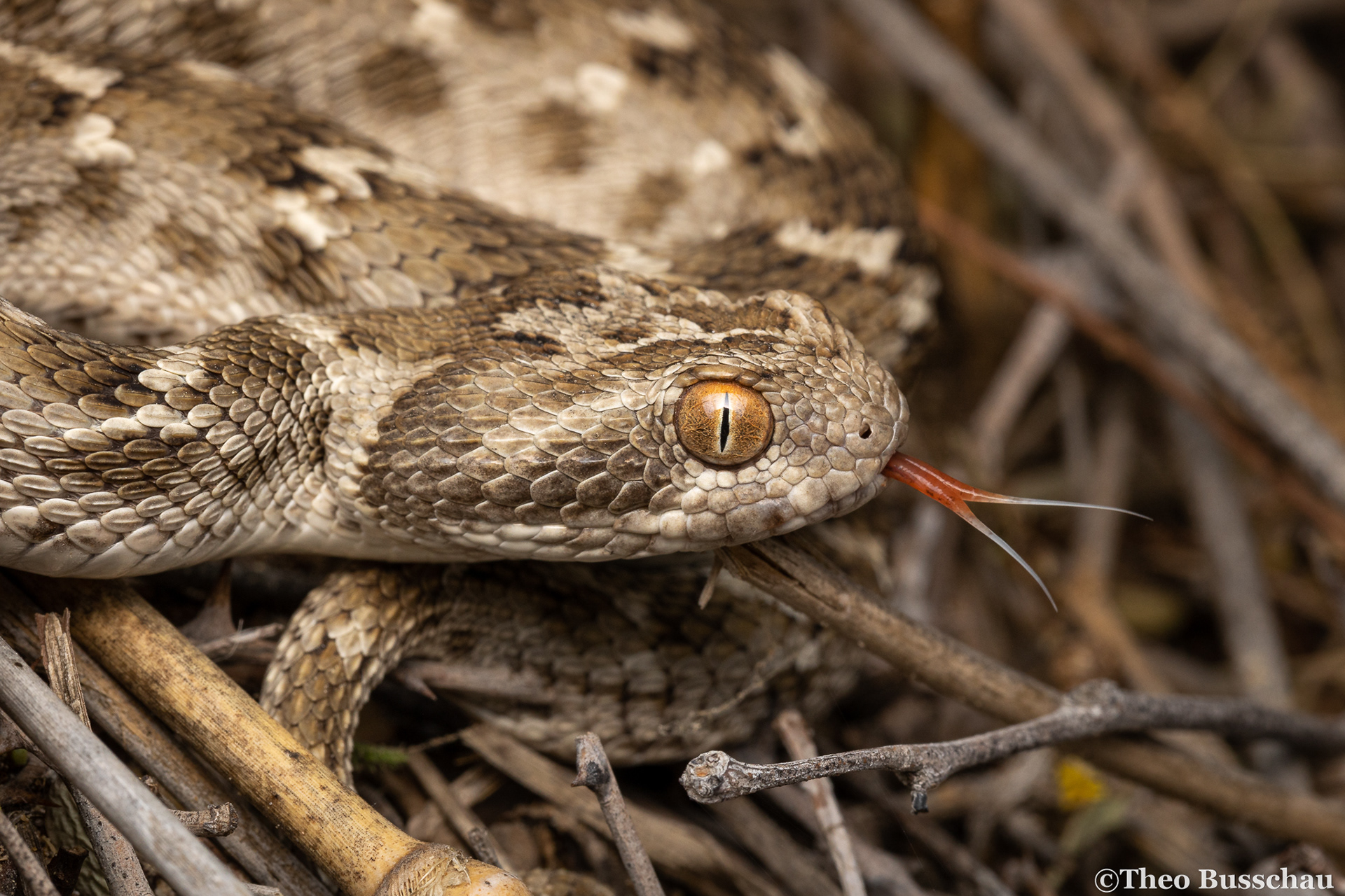 Sindh saw-scaled viper, Dubai, United Arab Emirates.
