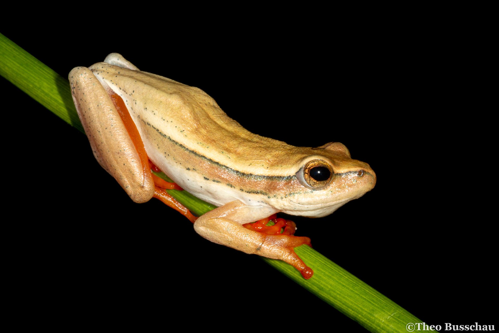 Arum lily reed frog, Western Cape, South Africa.