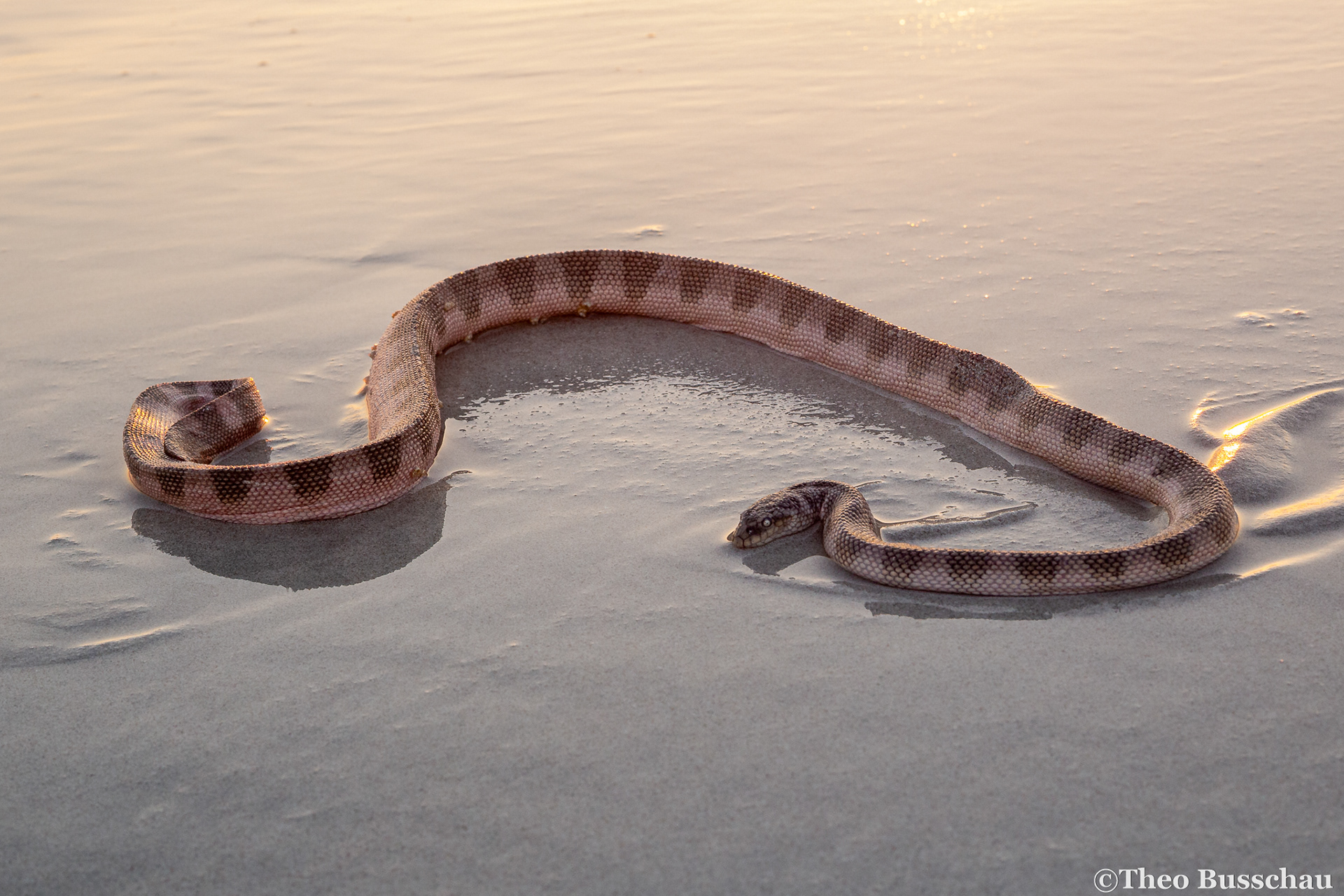 Gulf sea snake, Abu Dhabi, United Arab Emirates.