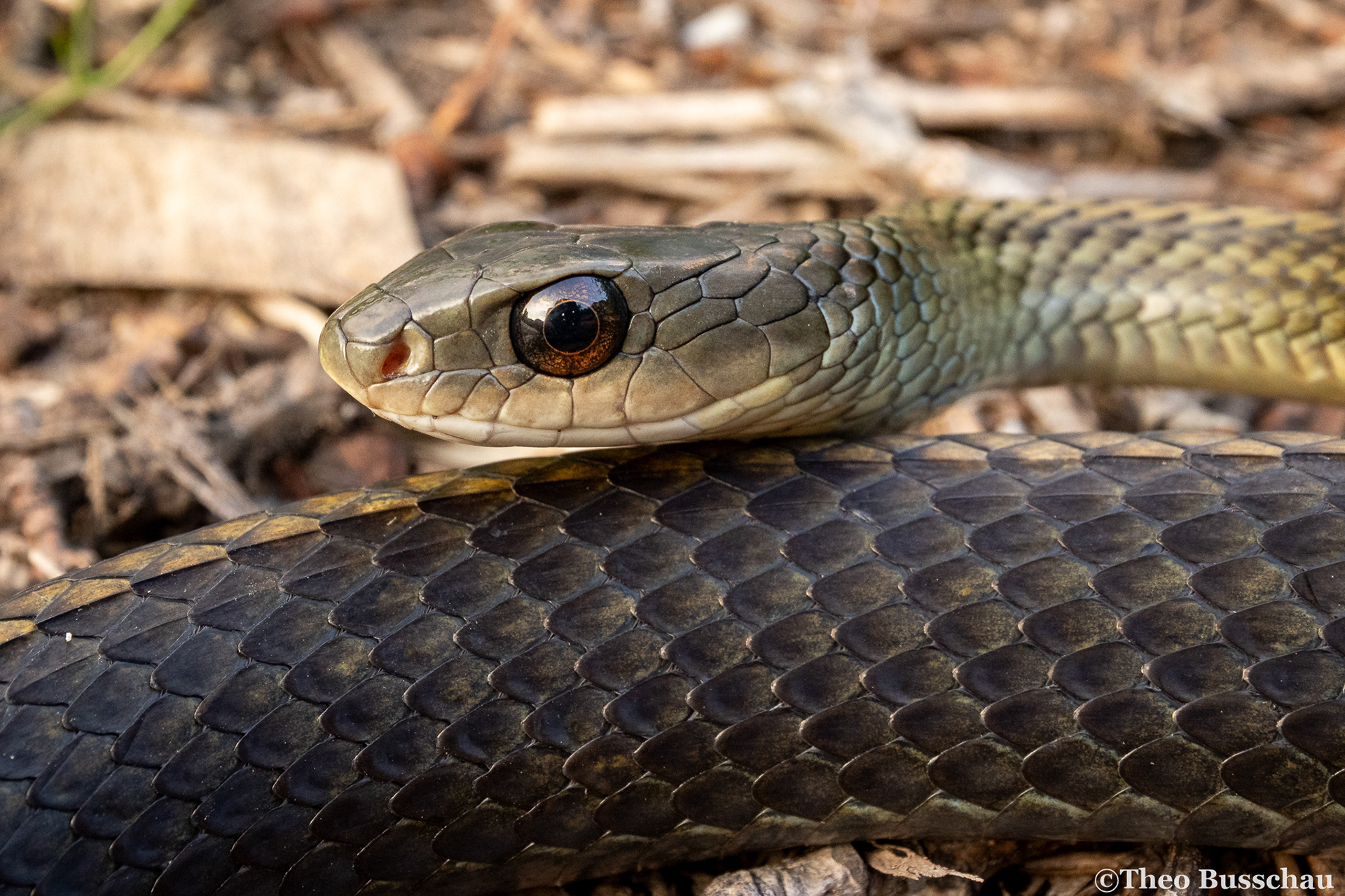 Big-eyed rat snake, Beijing, China.