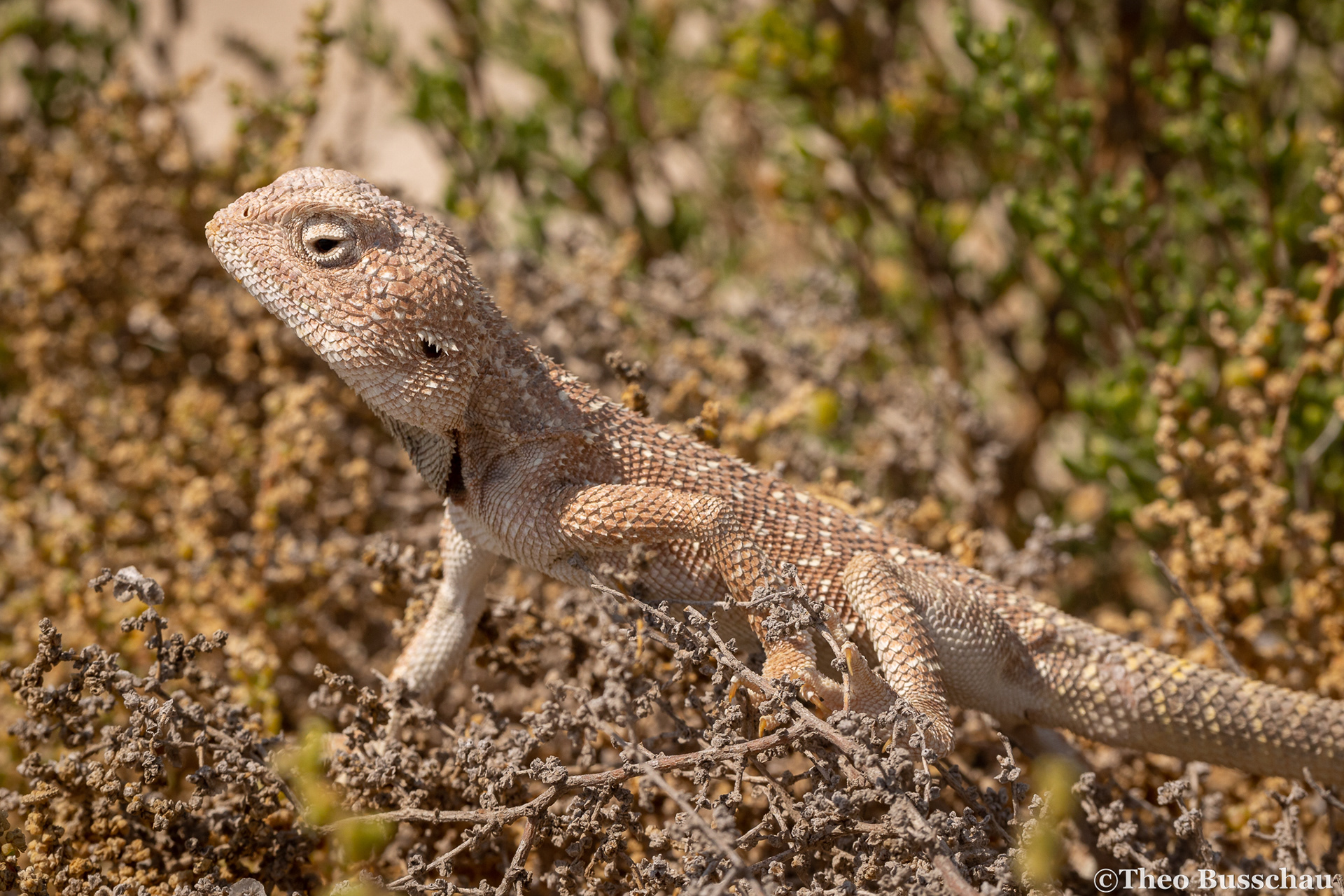 Yellow-spotted agama, Abu Dhabi, United Arab Emirates.