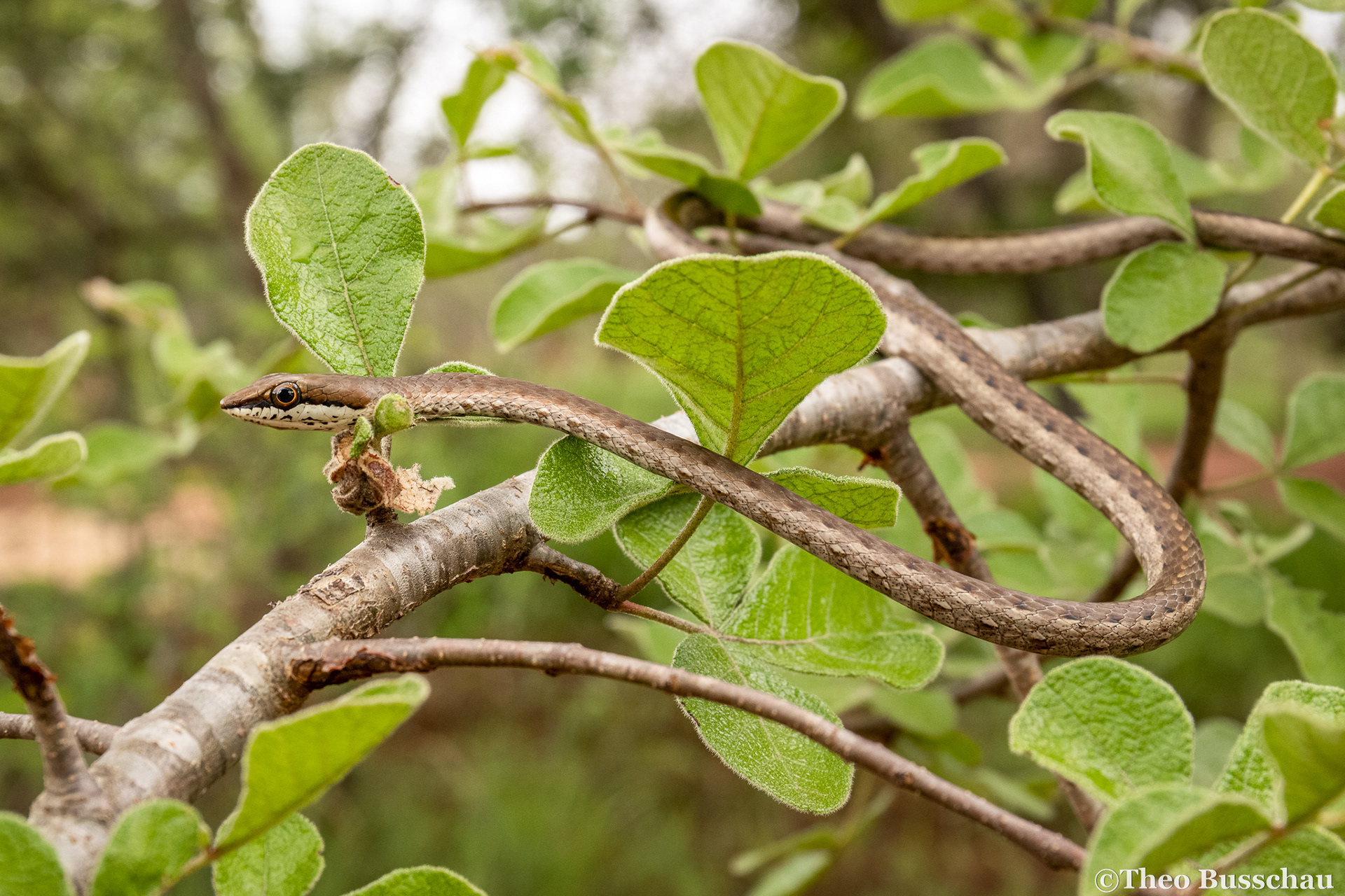Link-marked sand snake, Taita-Taveta, Kenya.
