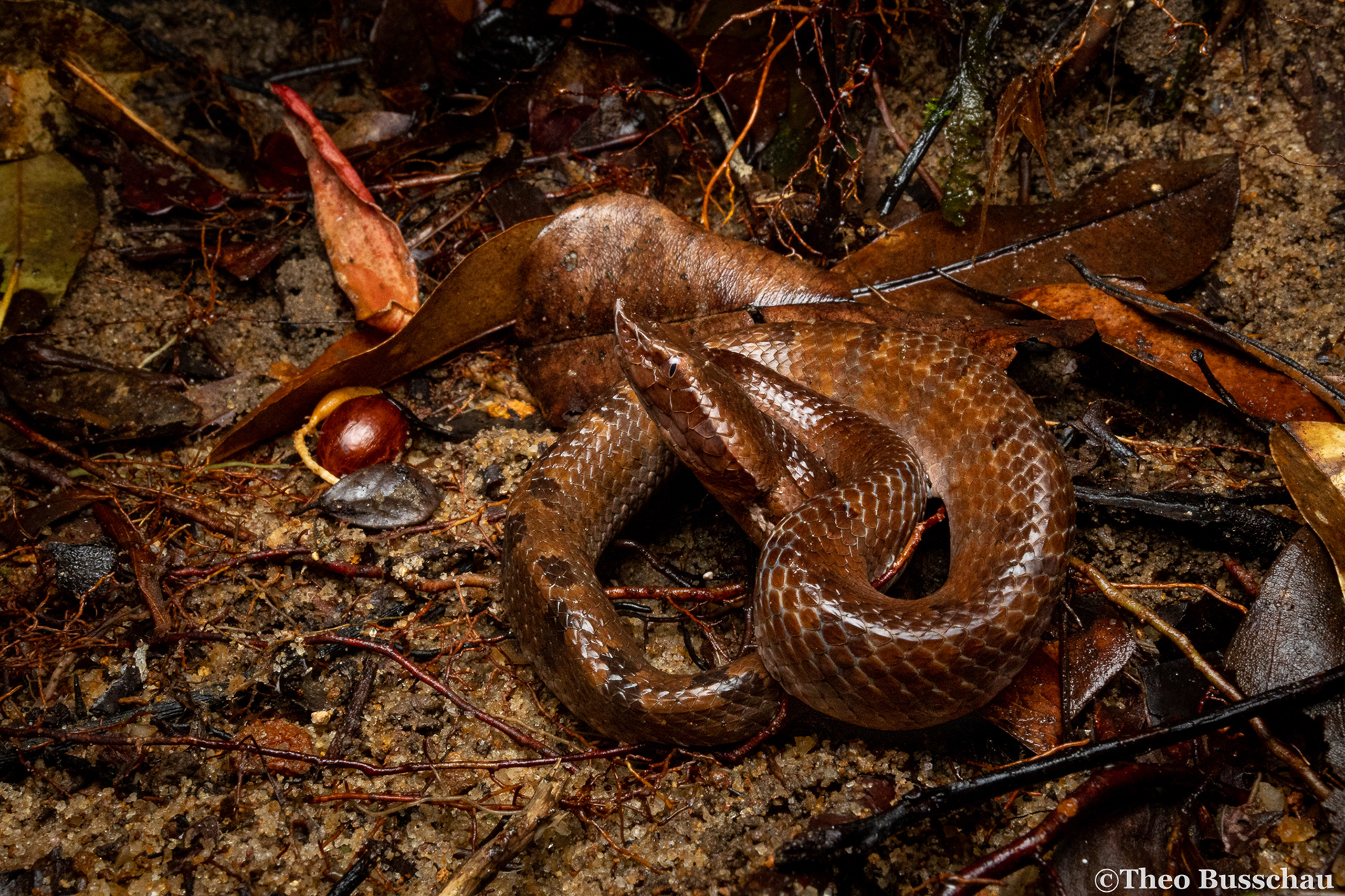 Lowland hump-nosed pit viper, Western Province, Sri Lanka.