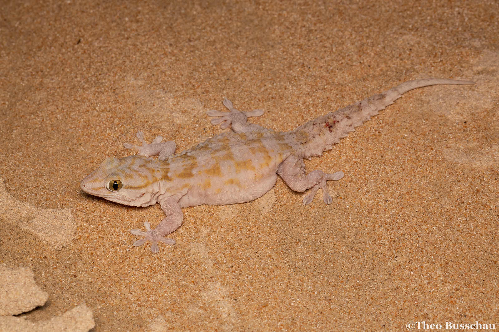 White-spotted wall gecko, Egypt.