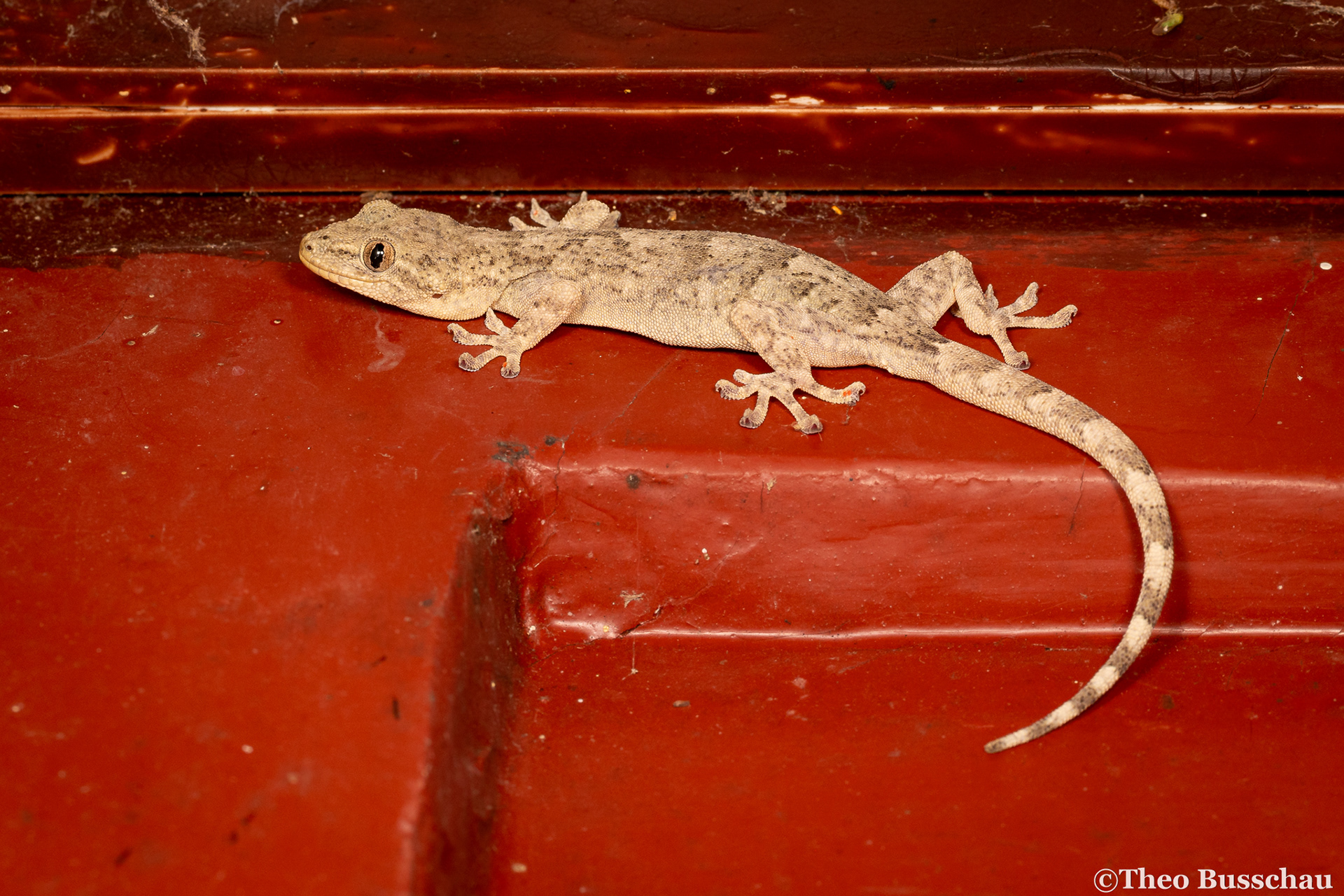 Peking gecko, Beijing, China.