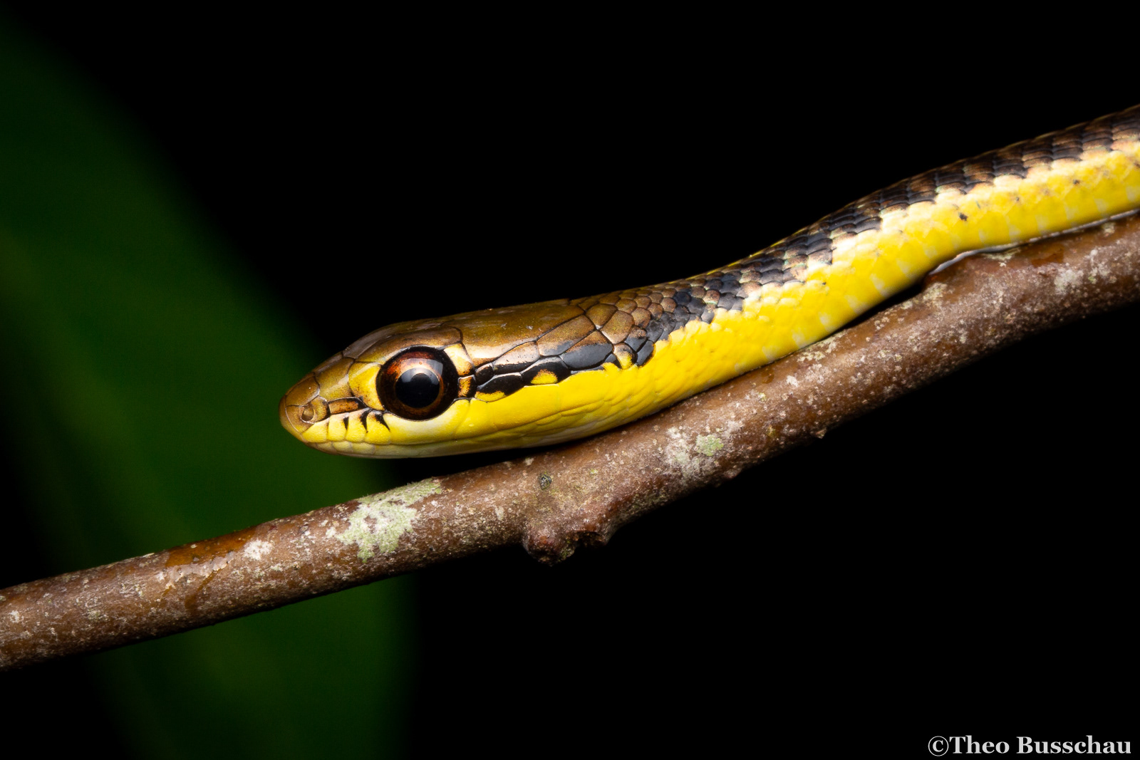 Burmese bronzeback, Dong Nai, Vietnam.