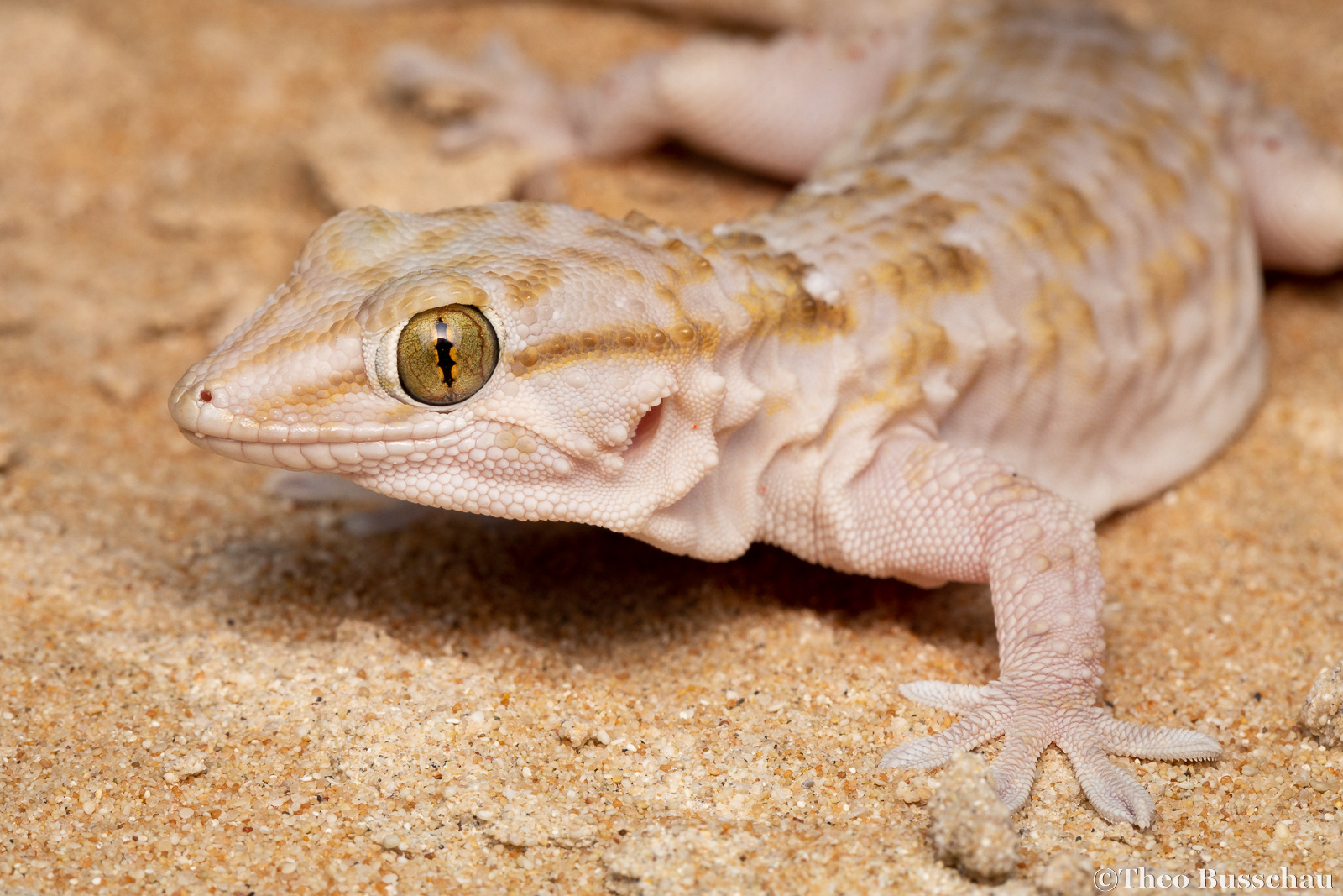 White-spotted wall gecko, Egypt.
