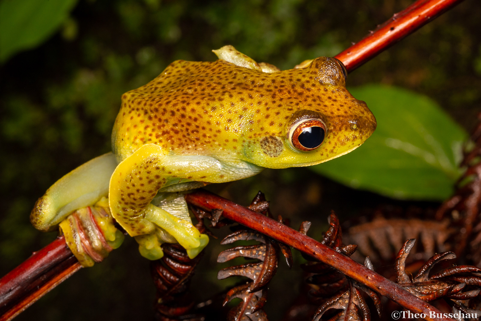 Malayan flying frog, Pahang, Malaysia.