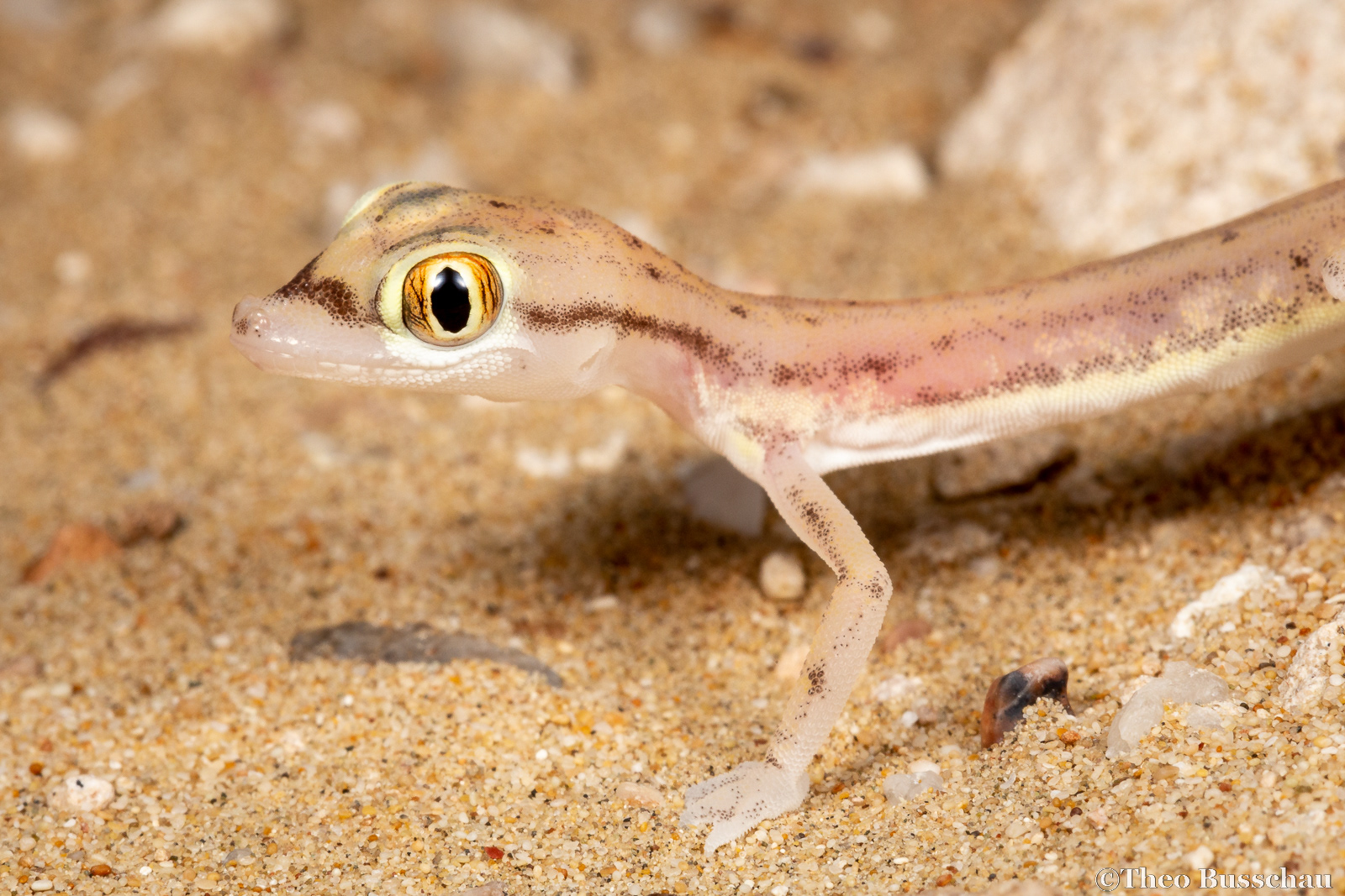 Arabian sand gecko, Dubai, United Arab Emirates.