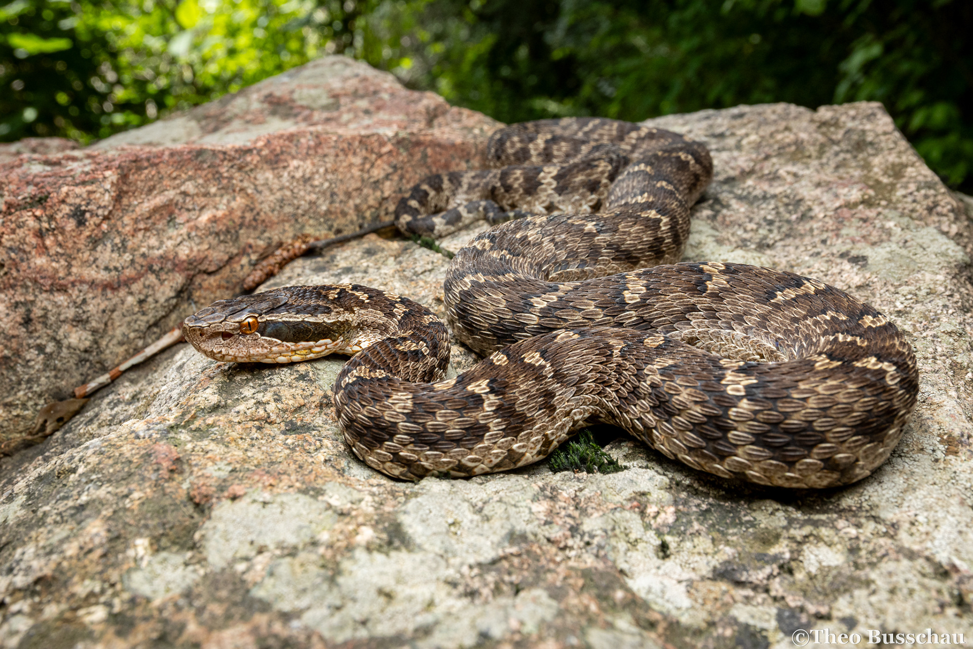 Halys pit viper, Hebei, China.