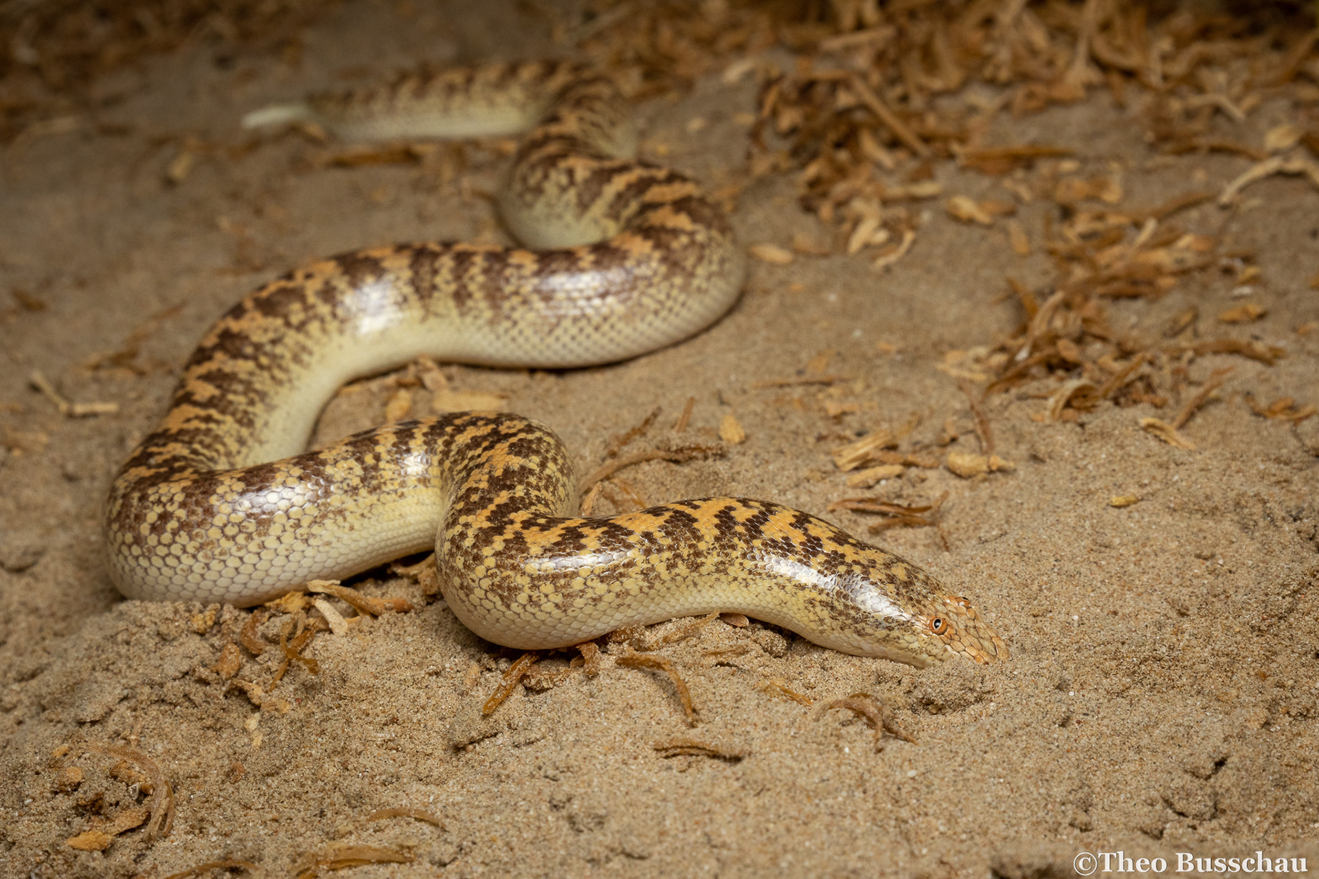 Arabian sand boa, Abu Dhabi, United Arab Emirates.
