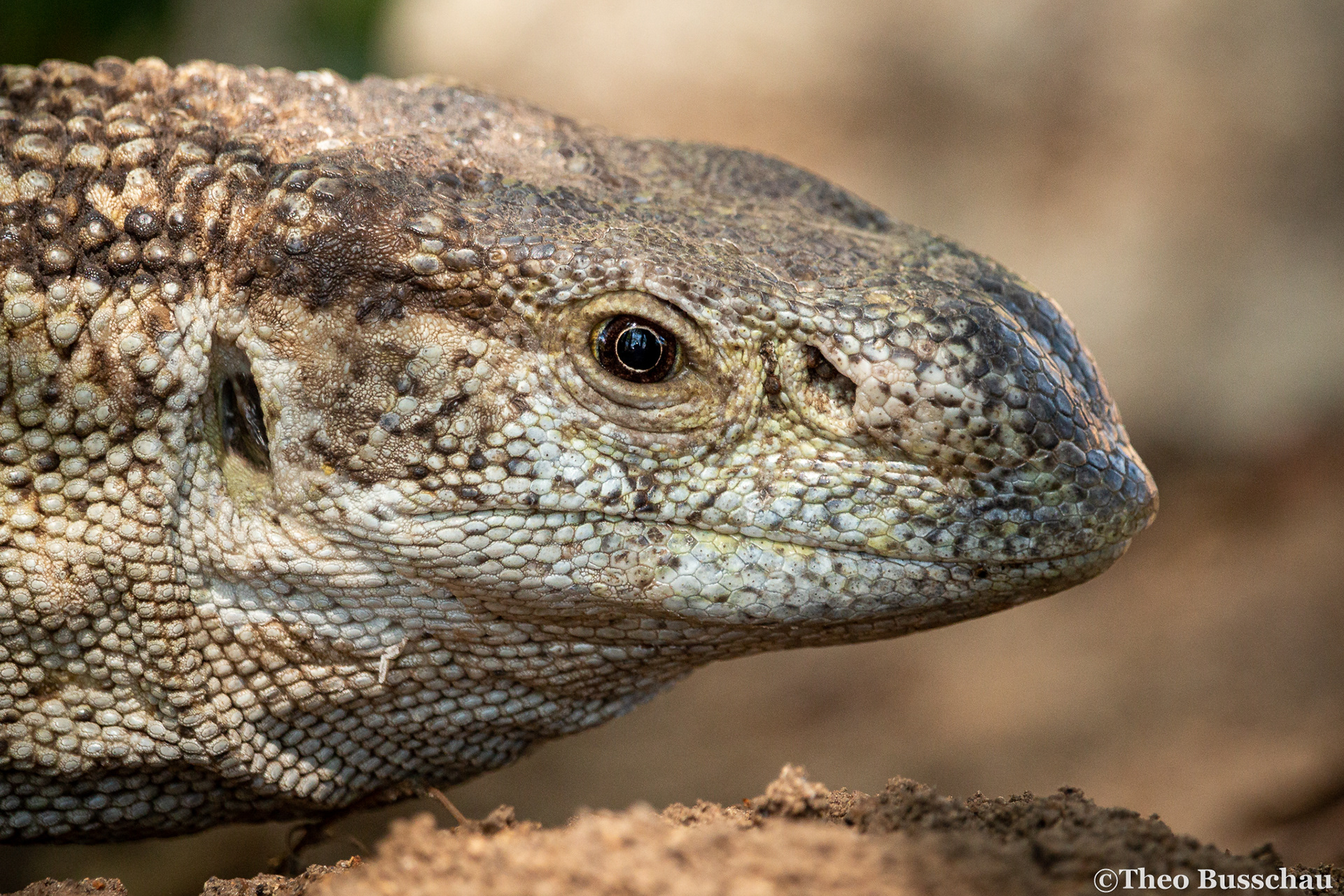 White-throated monitor, Limpopo, South Africa.