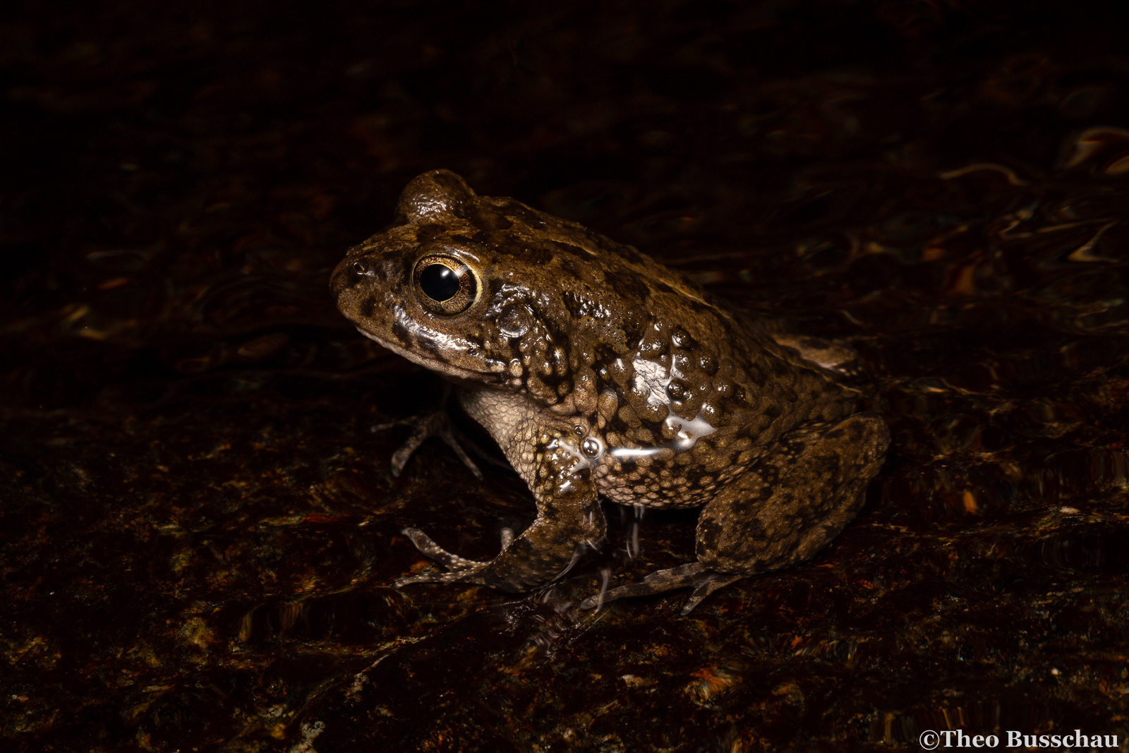 Arabian toad, Madha, Oman.