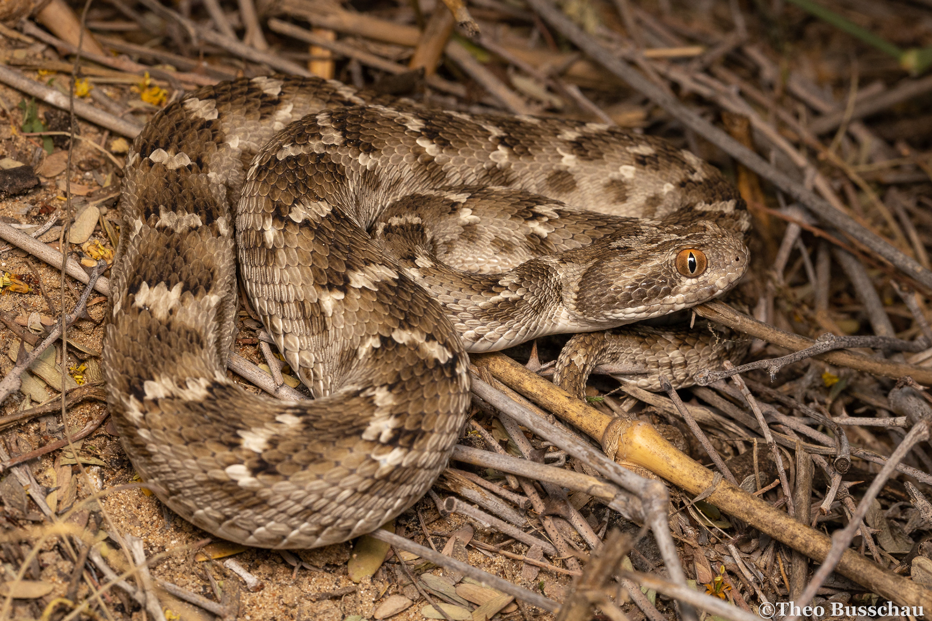Sindh saw-scaled viper, Dubai, United Arab Emirates.