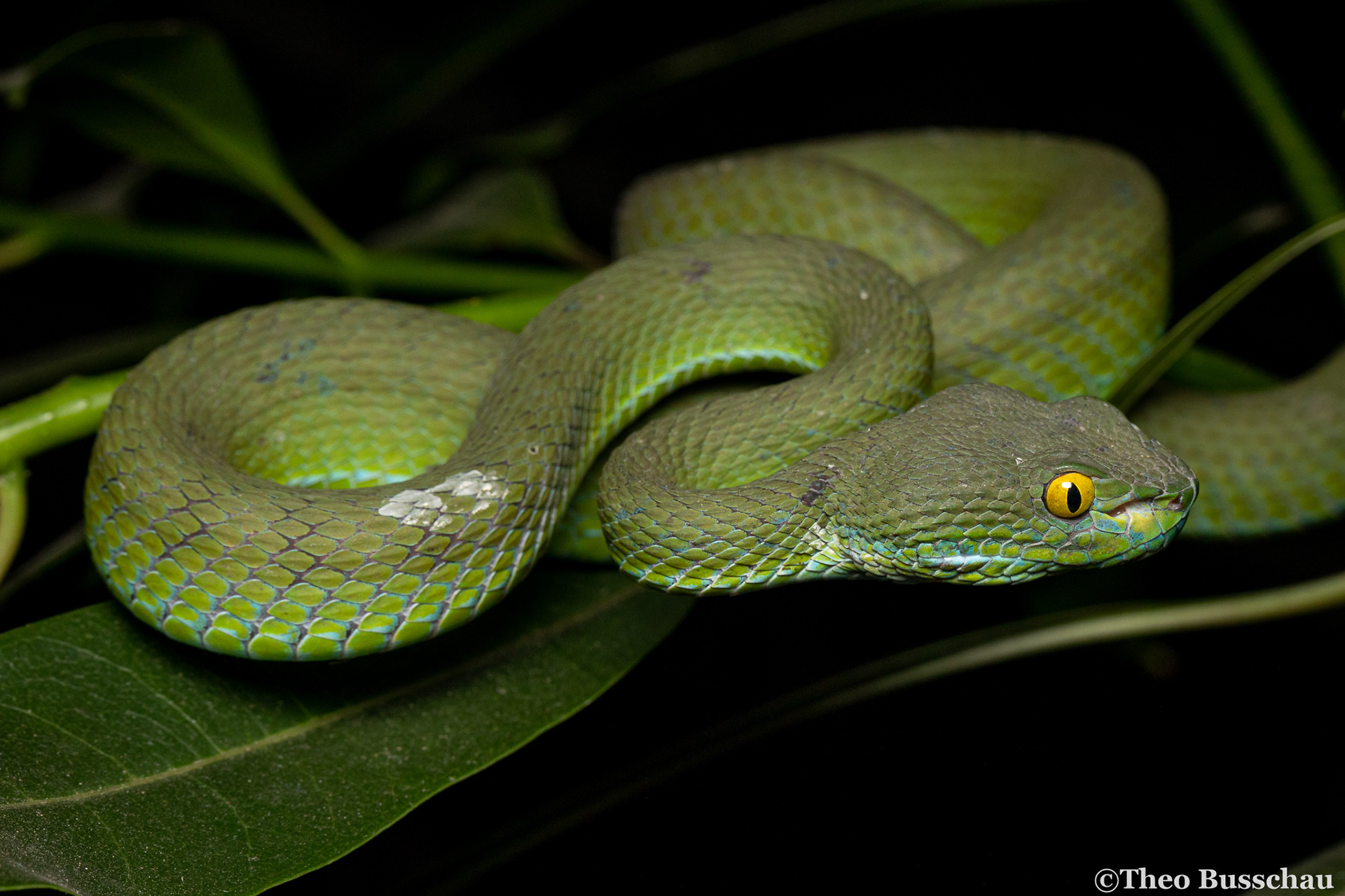 Large-eyed pit viper, Bangkok, Thailand.