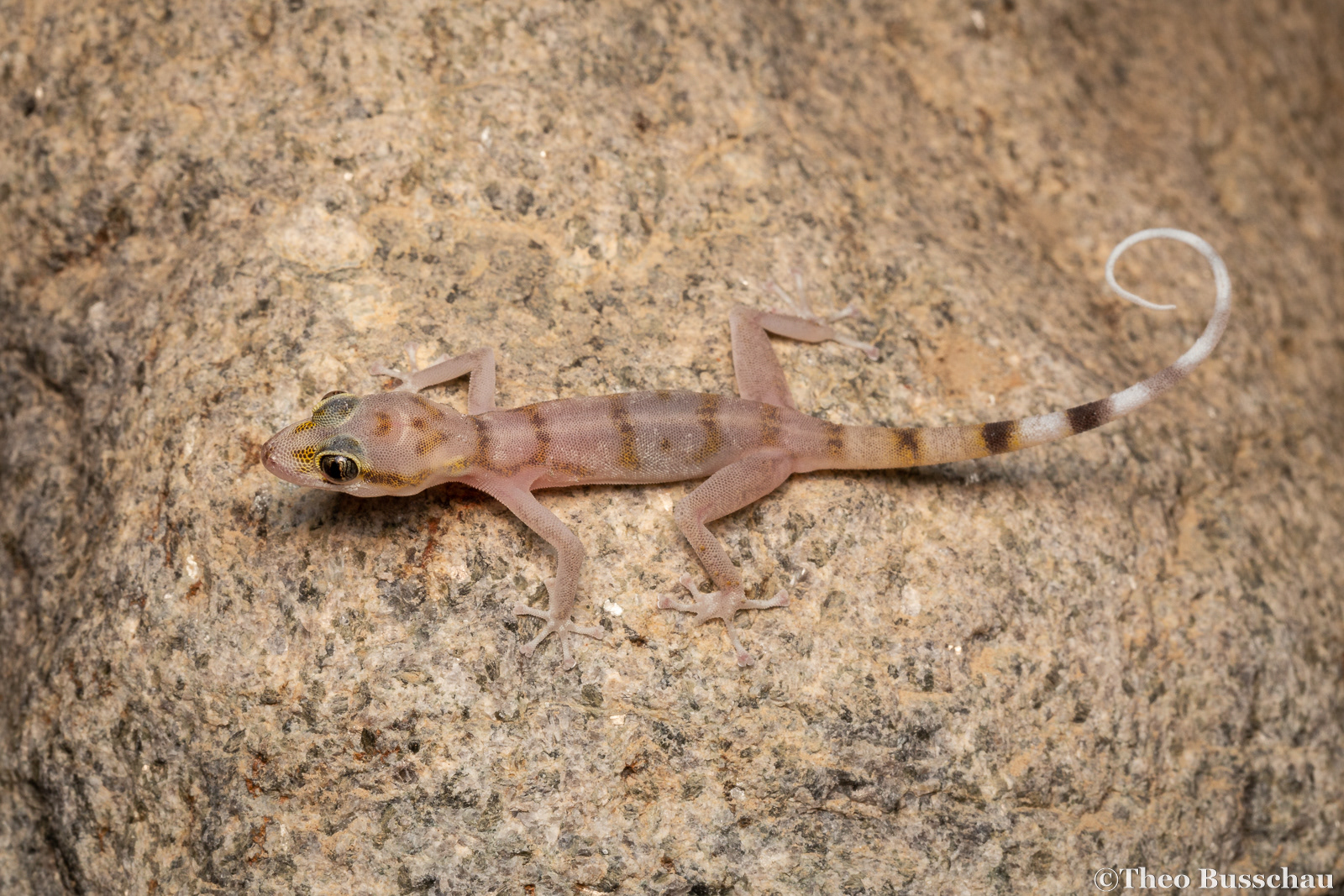 Gallagher's leaf-toed gecko, Sharjah, United Arab Emirates.