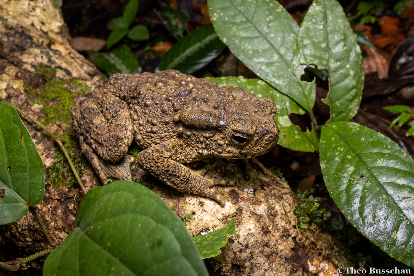 Giant river toad, Sabah, Malaysia.