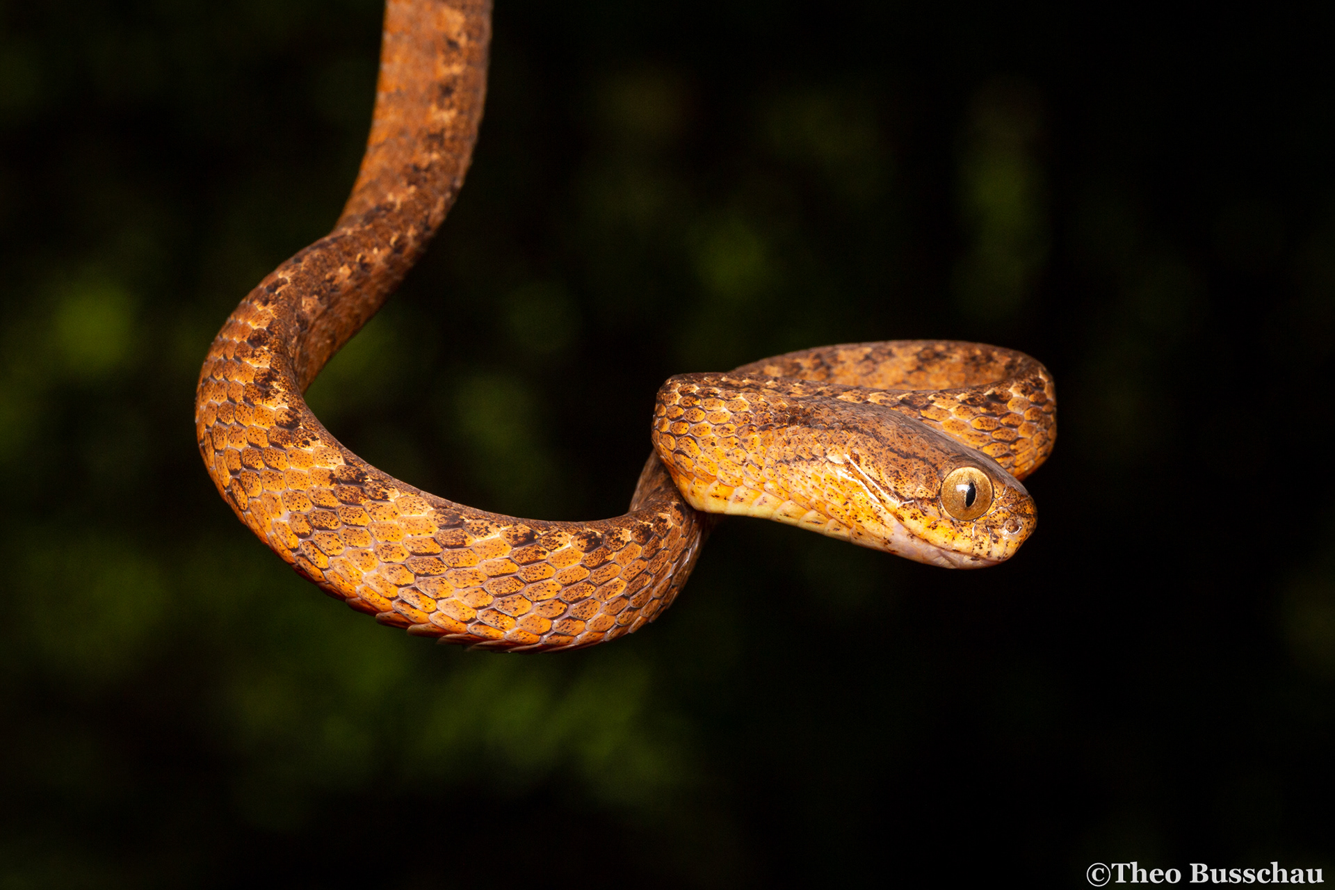 Berdmore's slug snake, Dong Nai, Vietnam.