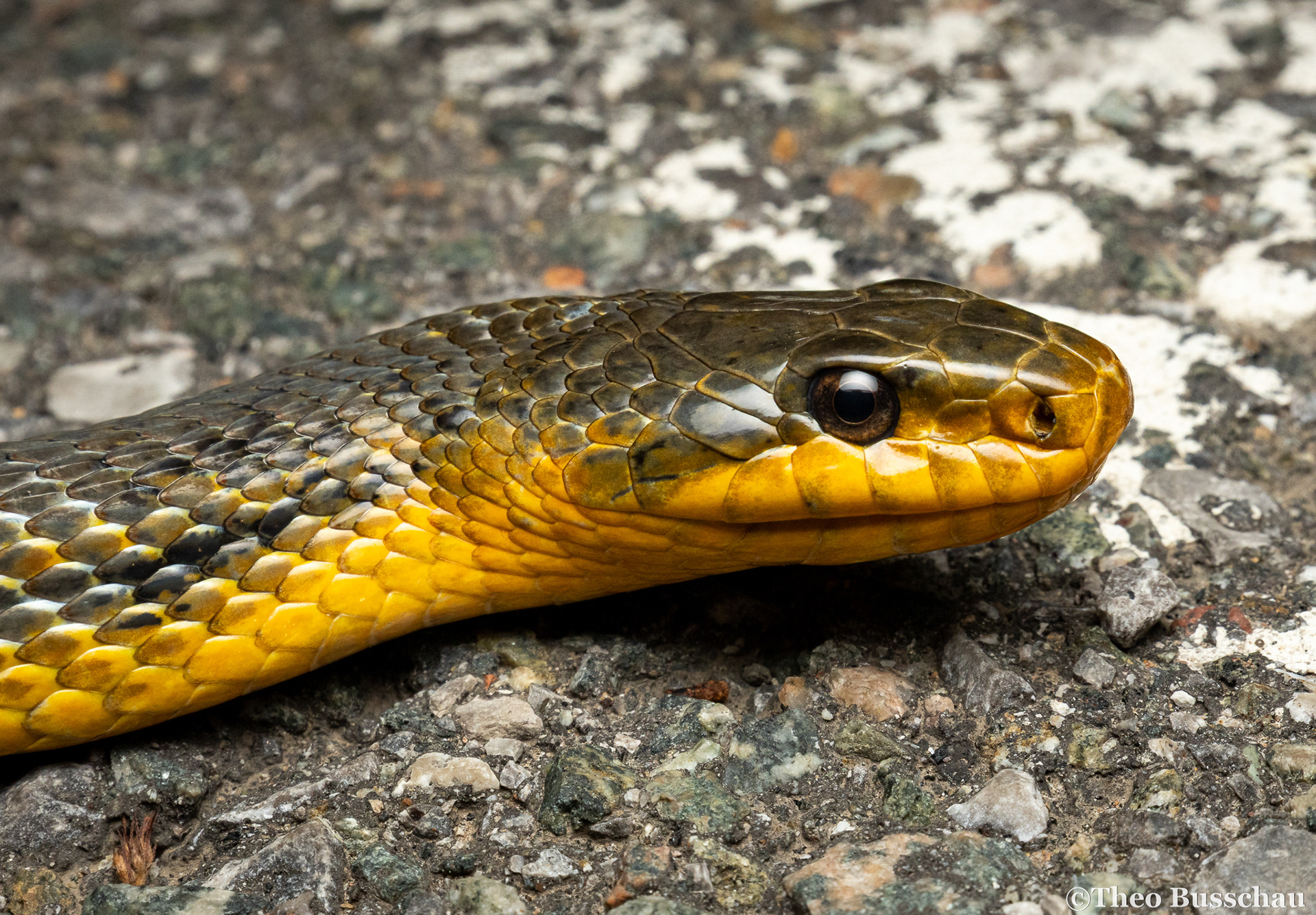 Korean rat snake, Beijing, China.