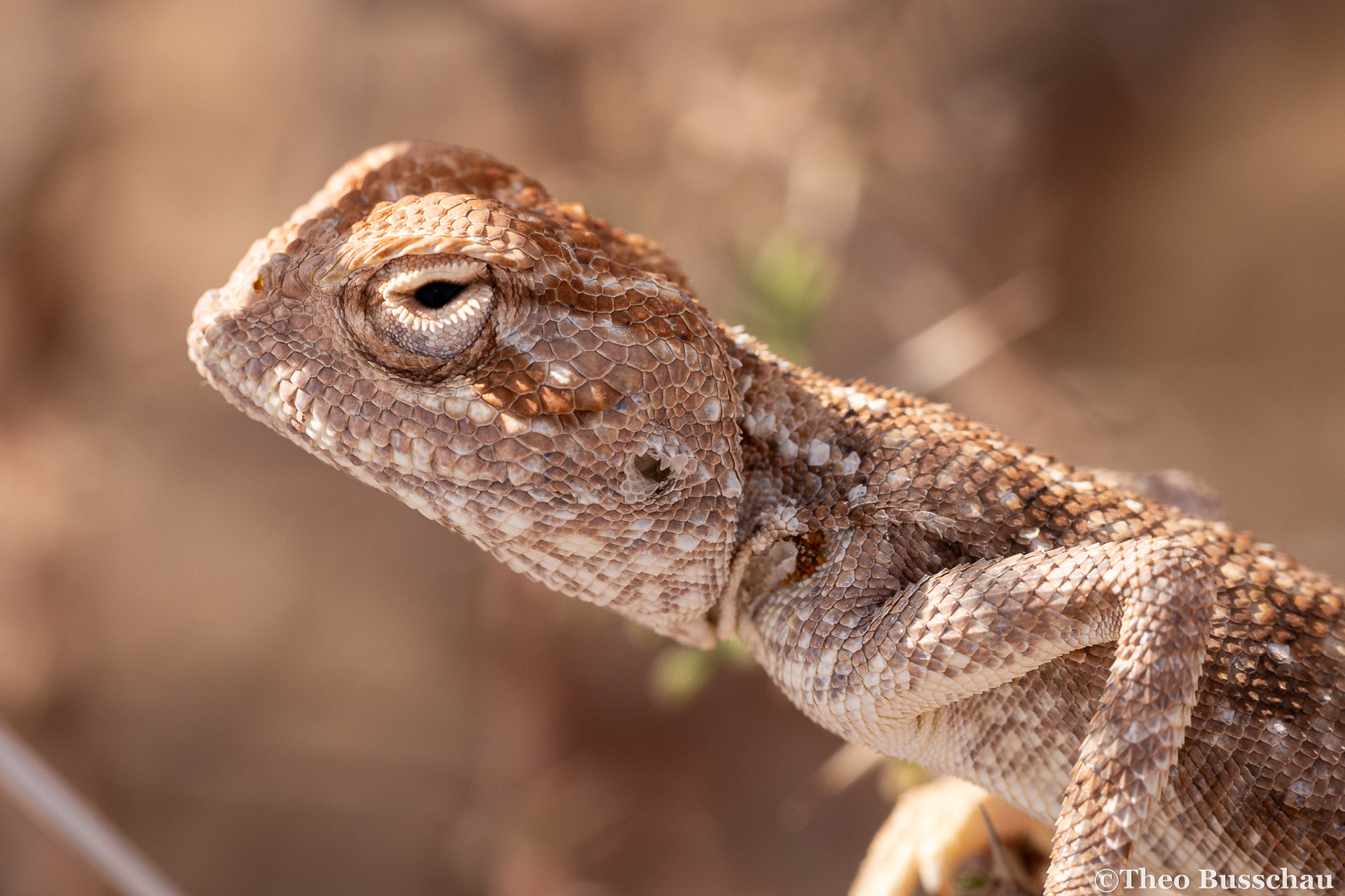 Yellow-spotted agama, Ad Dhahirah, Oman.